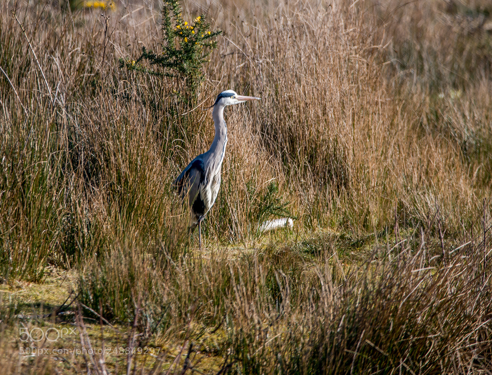 Nikon D800 sample photo. Grey heron photography