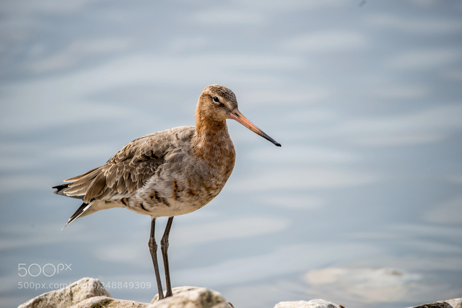 Nikon D800 sample photo. Black tailed godwit photography