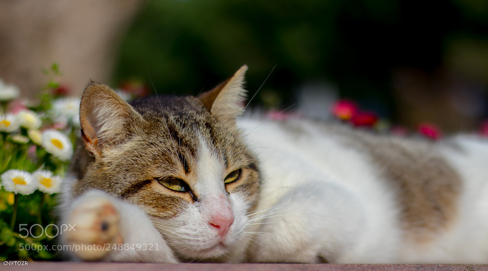 Canon EOS 800D (EOS Rebel T7i / EOS Kiss X9i) sample photo. Green eyes photography