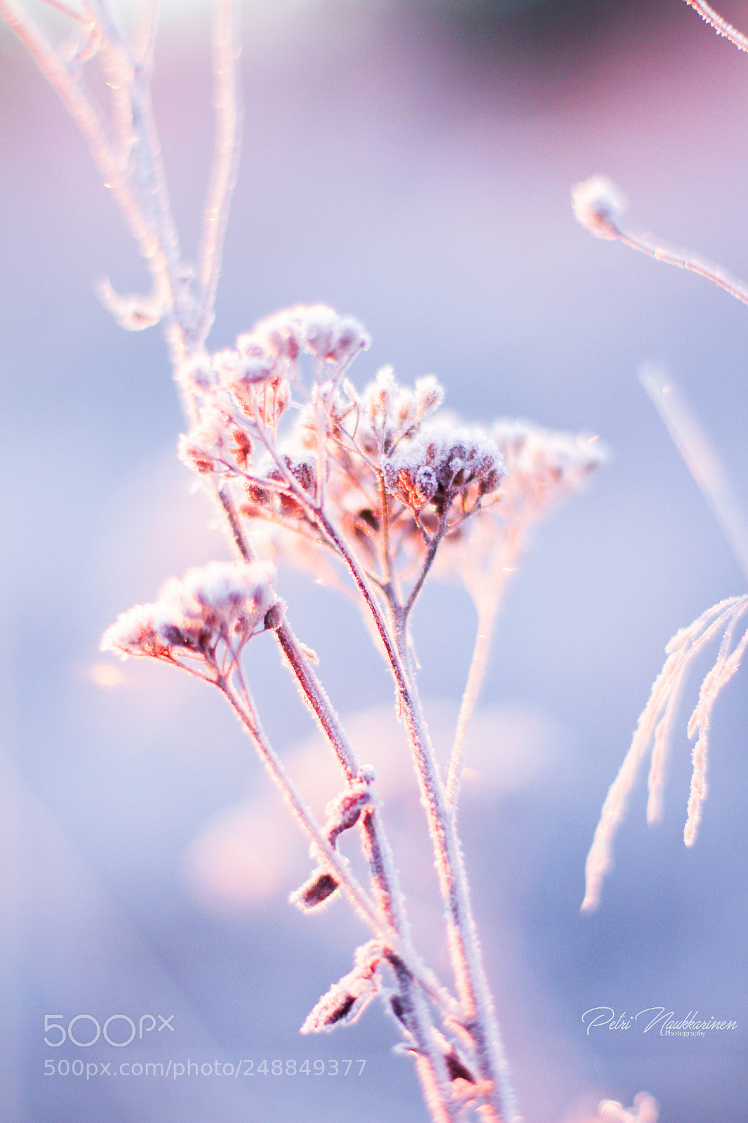 Canon EOS 7D sample photo. Beautiful frost photography