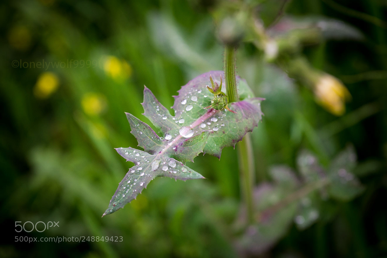 Sony a6000 sample photo. Drops photography
