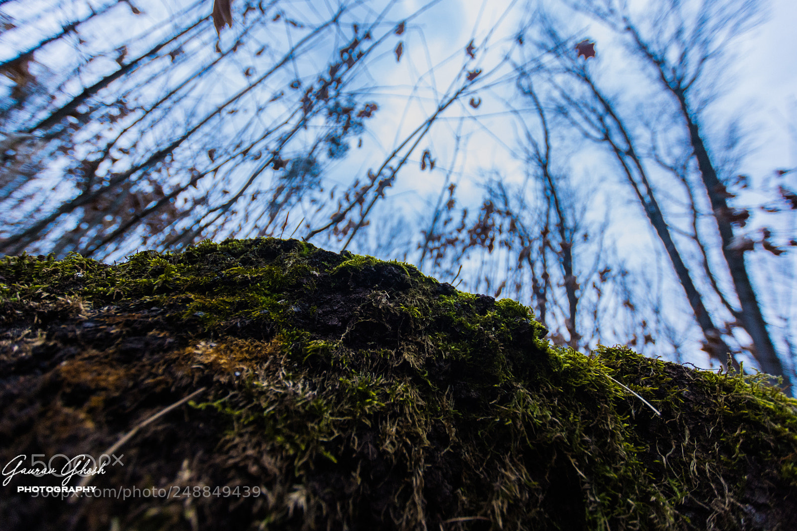 Nikon D7200 sample photo. Grass, trees and sky photography