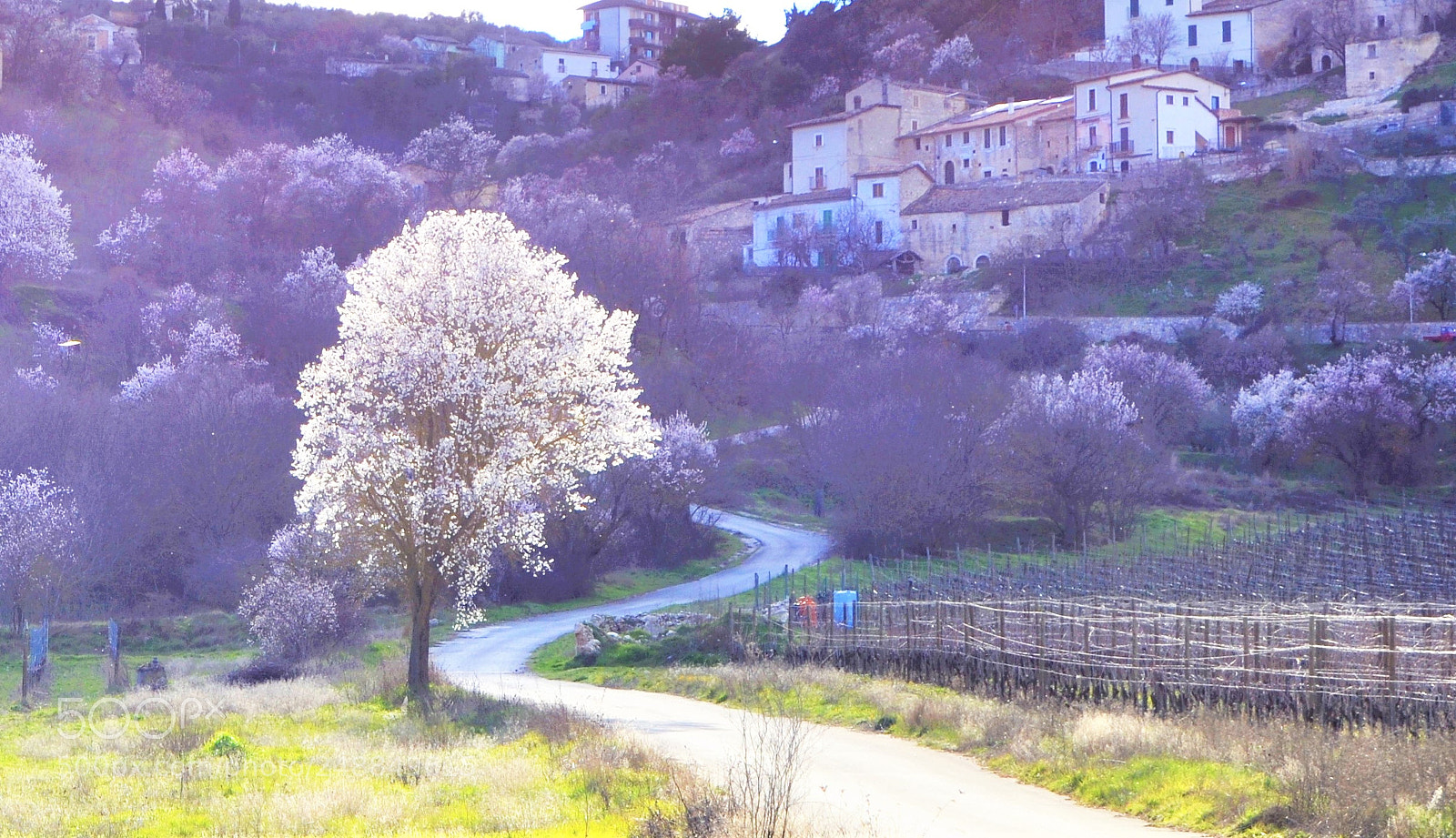 Nikon D3100 sample photo. Mandorlo in fiore photography