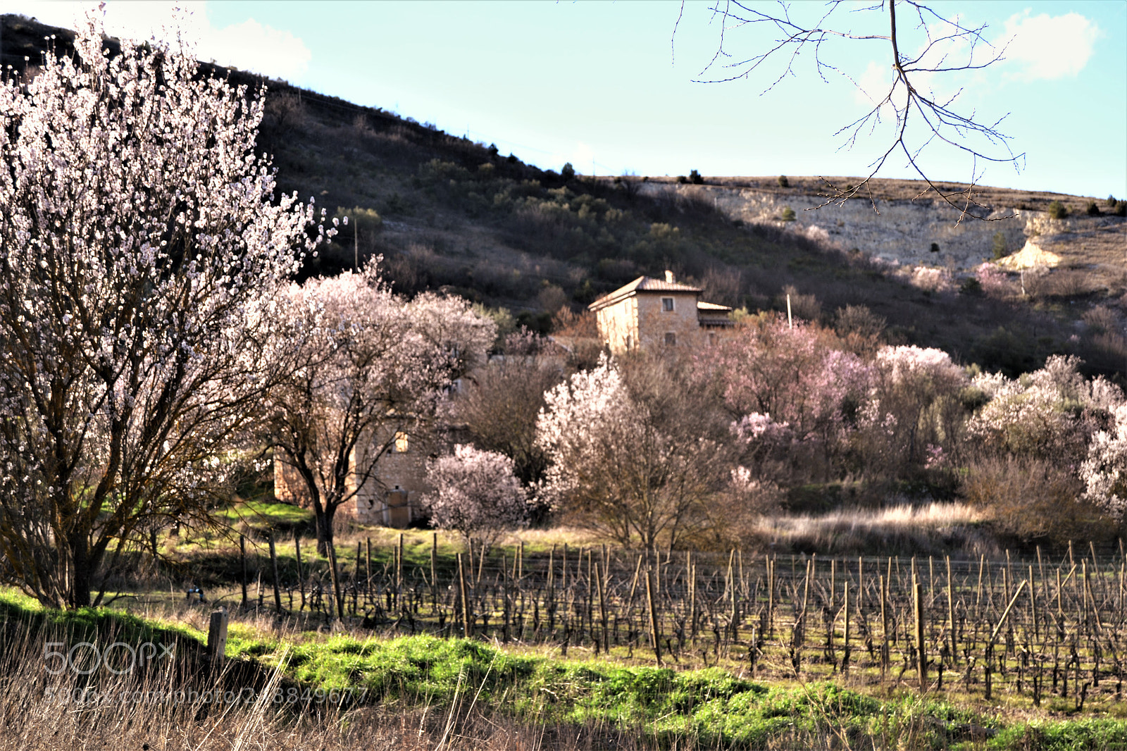 Nikon D3100 sample photo. Vigneti e mandorli photography