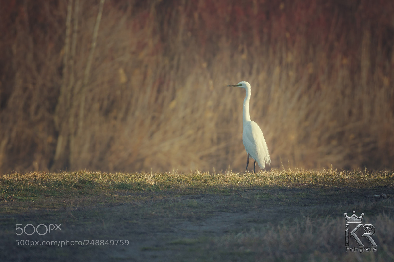 Sony a7 II sample photo. Silberreiher photography