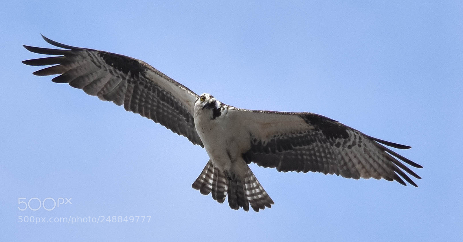 Nikon D3400 sample photo. Here's looking at you photography