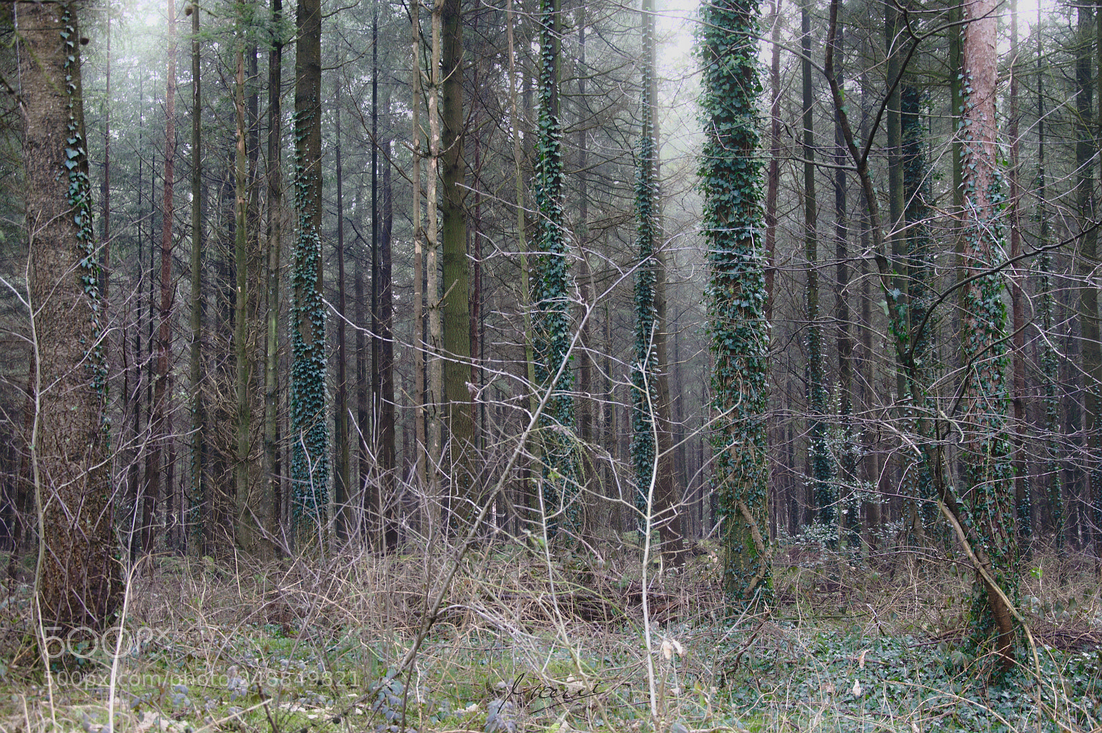 Nikon D90 sample photo. Trees & ivy photography