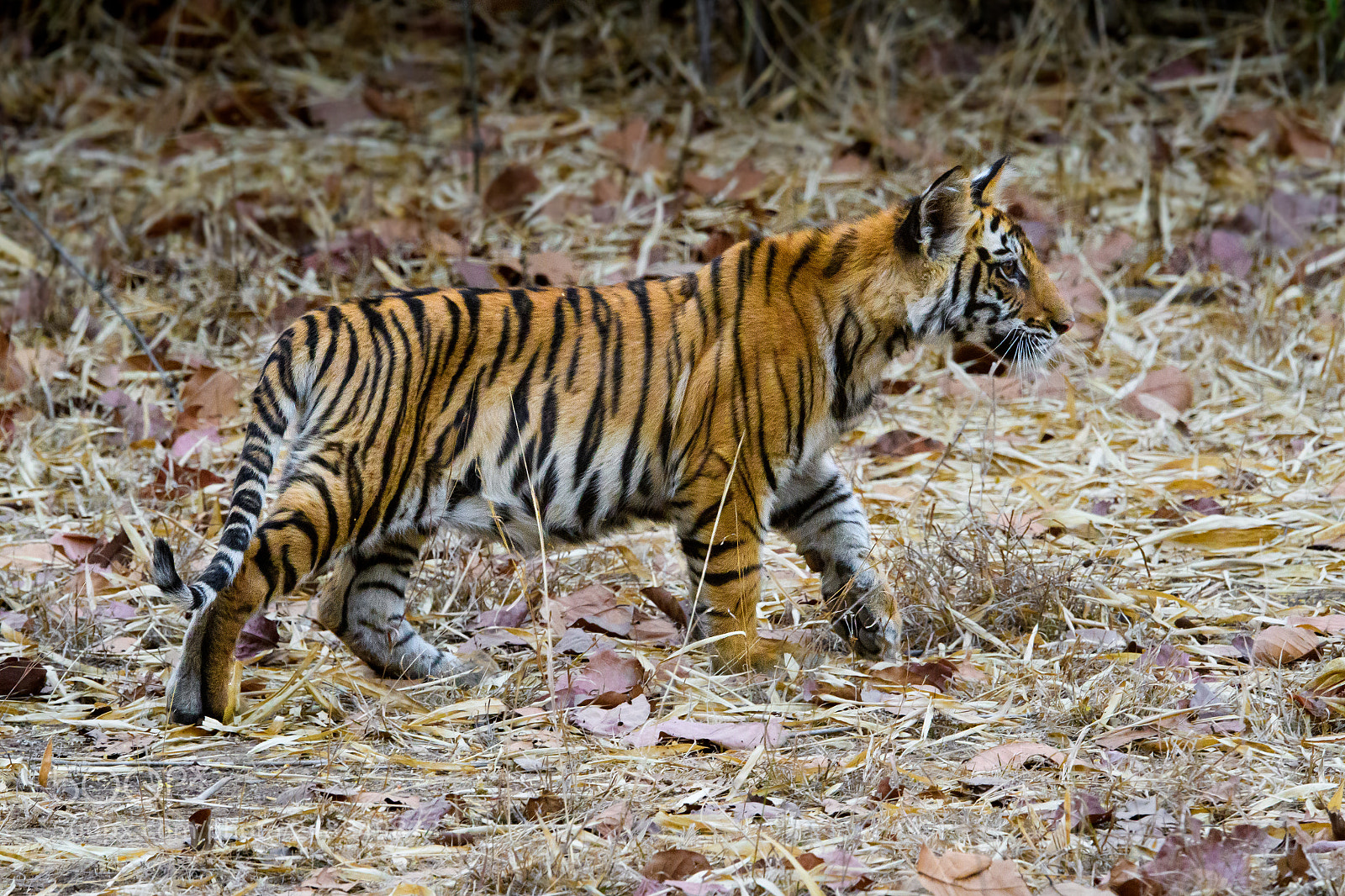 Nikon D500 sample photo. Tiger cub photography