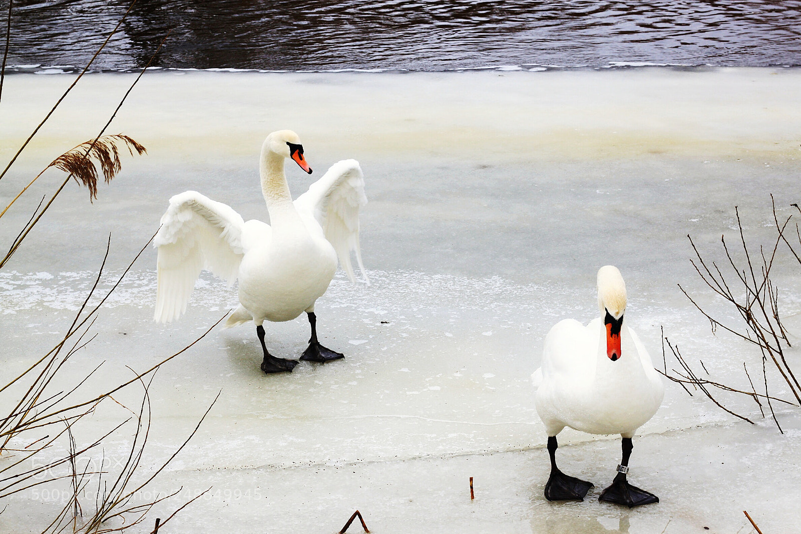 Canon EOS 500D (EOS Rebel T1i / EOS Kiss X3) sample photo. Two swans photography