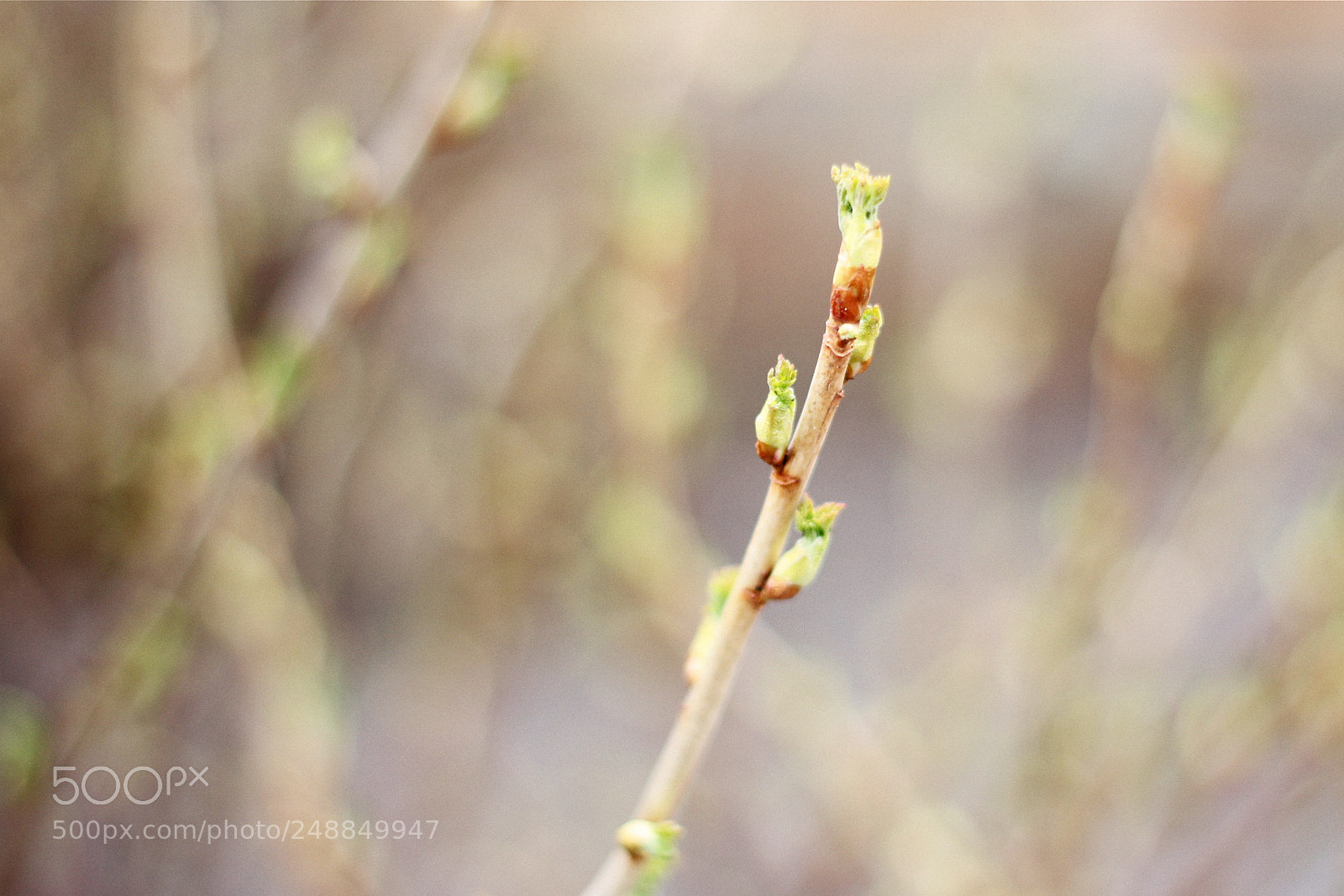 Canon EOS 600D (Rebel EOS T3i / EOS Kiss X5) sample photo. The birth of spring photography