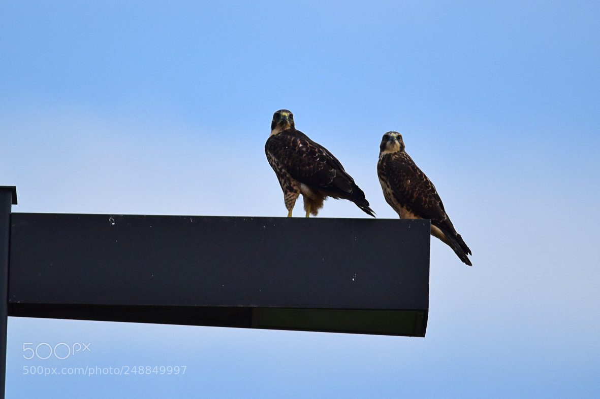 Nikon D3300 sample photo. Swansion's hawks photography