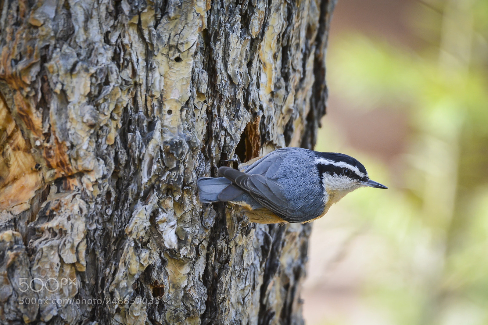 Nikon D7100 sample photo. Red-breasted nuthatch photography