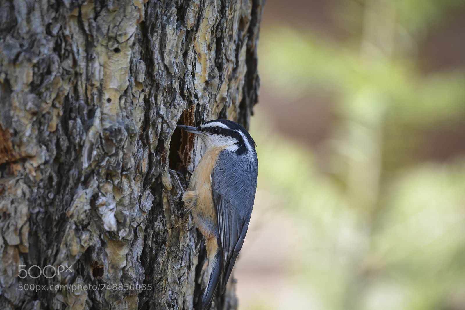 Nikon D7100 sample photo. Red-breasted nuthatch photography
