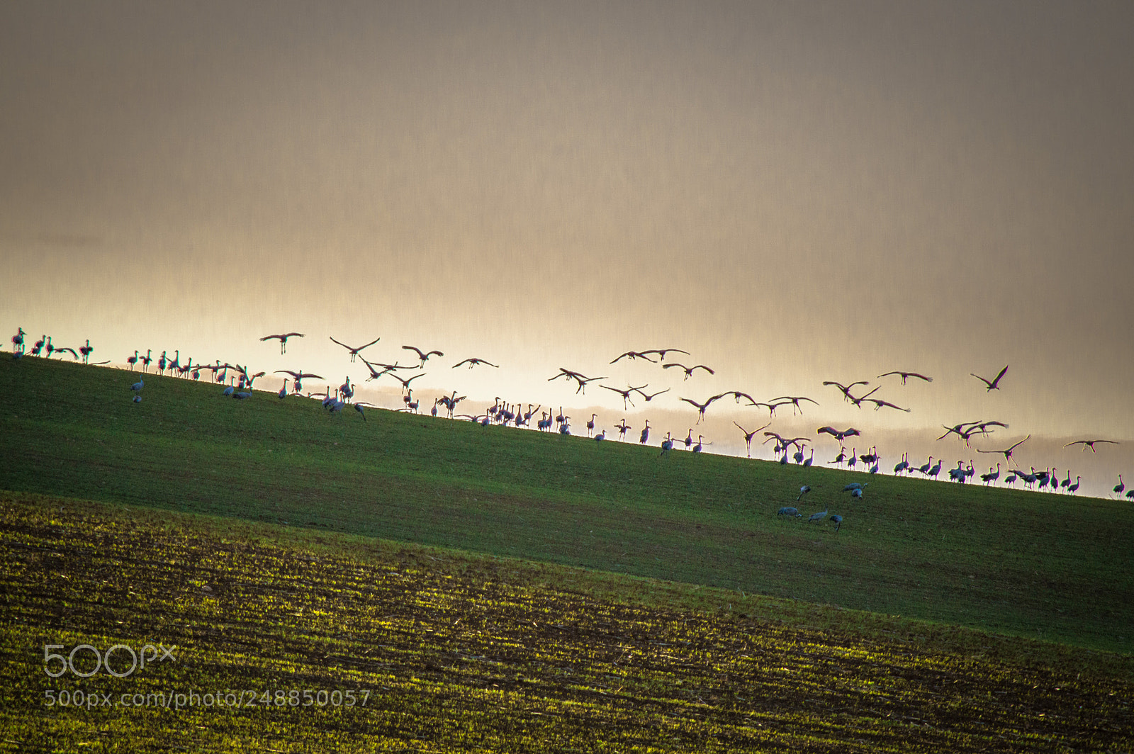 Nikon D3200 sample photo. Migrations photography