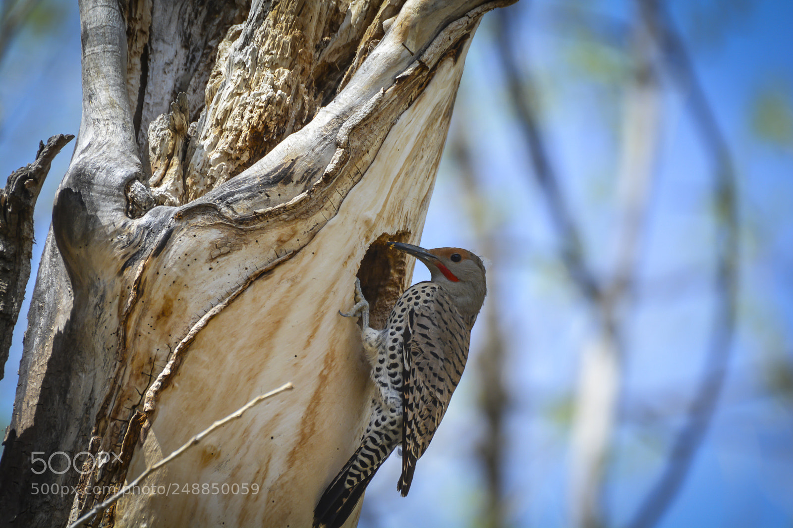 Nikon D7100 sample photo. Red-shafted flicker photography