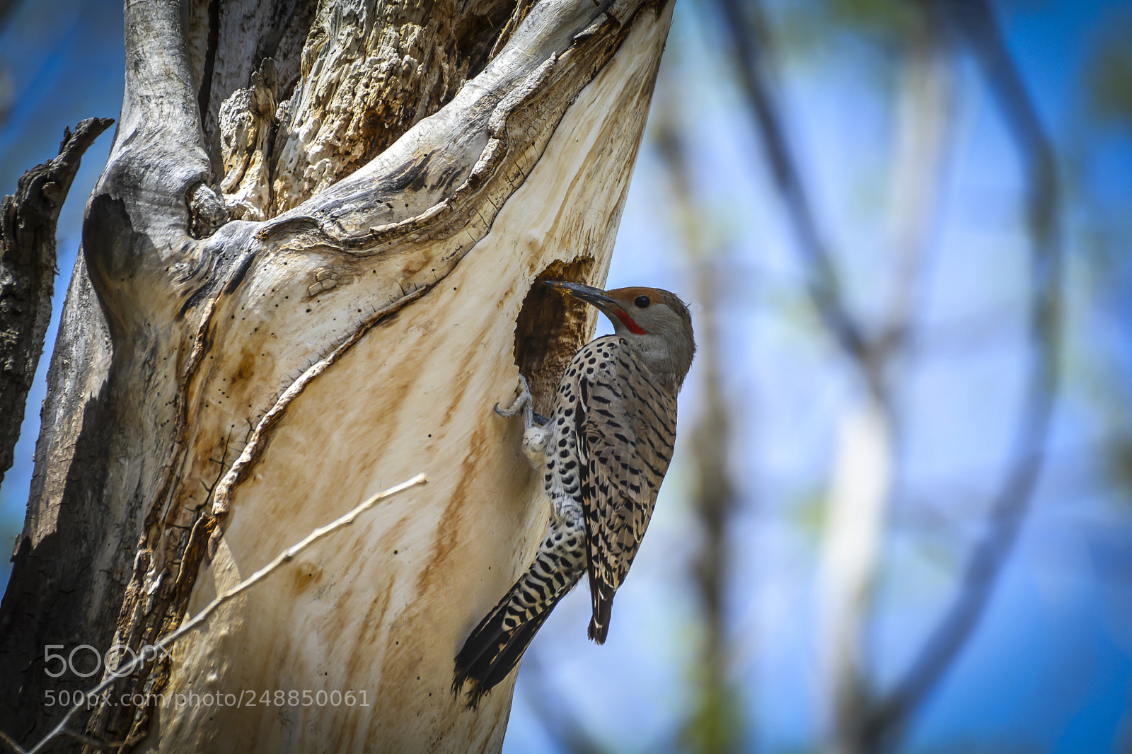 Nikon D7100 sample photo. Red-shafted flicker photography