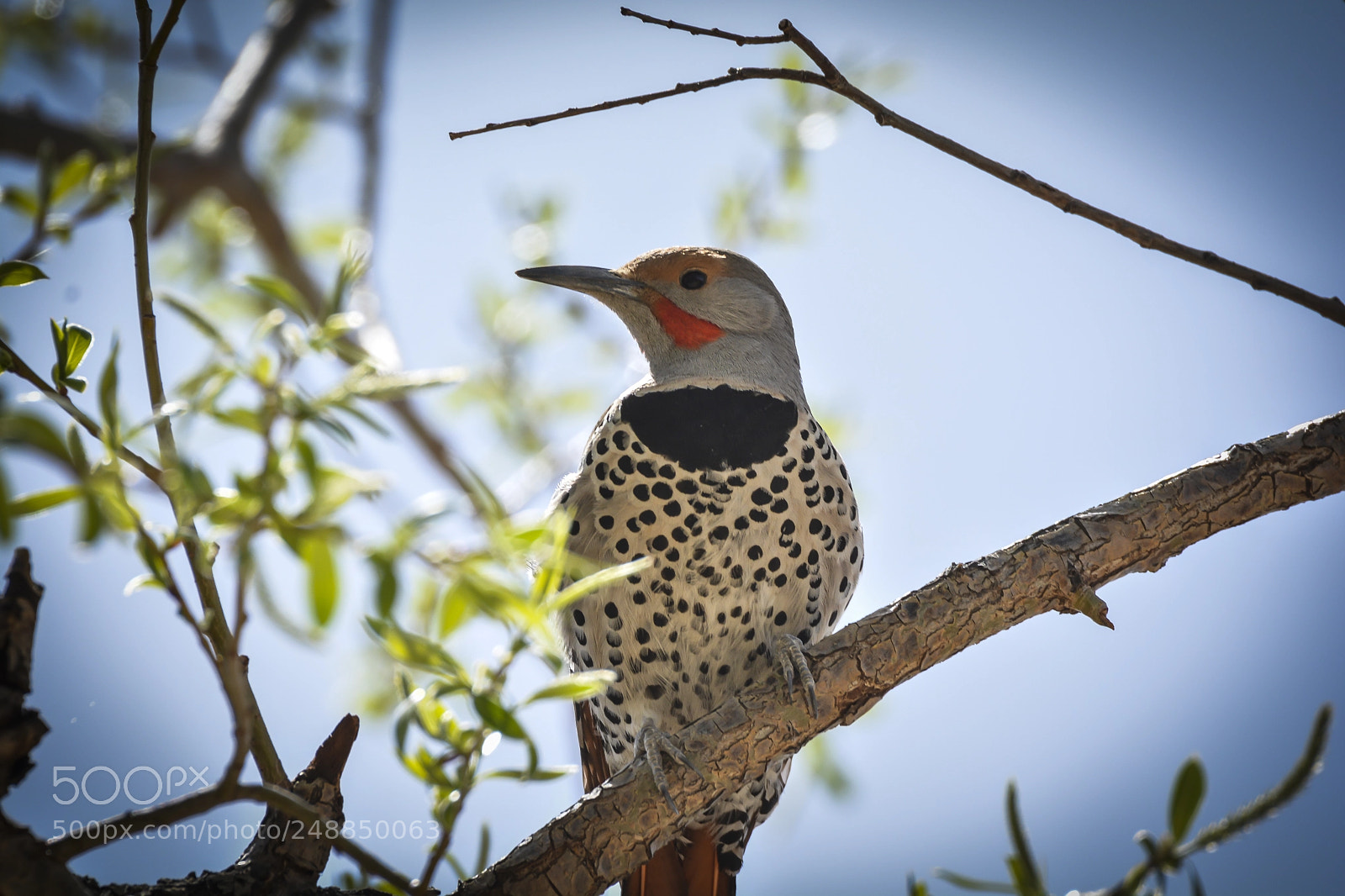 Nikon D7100 sample photo. Red-shafted flicker photography