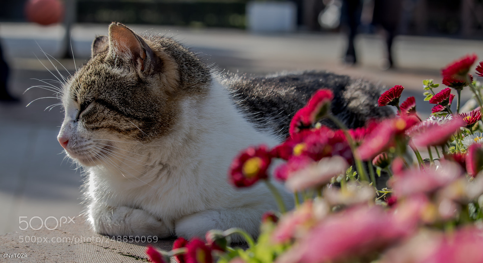 Canon EOS 800D (EOS Rebel T7i / EOS Kiss X9i) sample photo. Flowers with cat photography