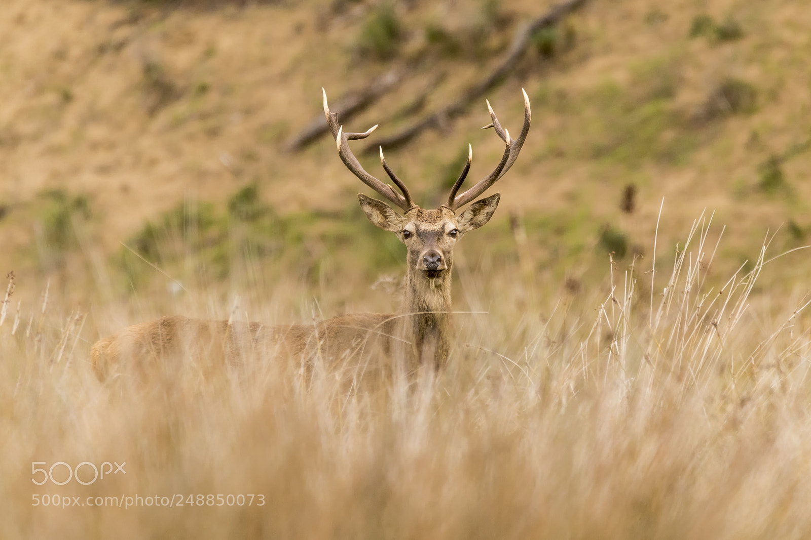 Canon EOS 7D Mark II sample photo. 20171226 doñana - 256 photography