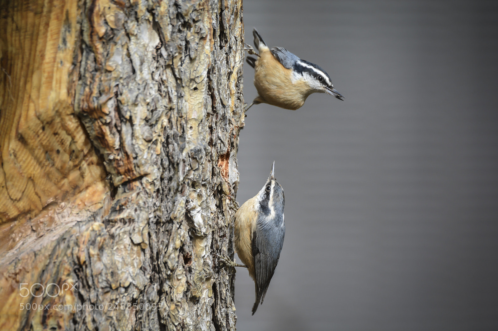 Nikon D7100 sample photo. Pair of red-breasted nuthatches photography