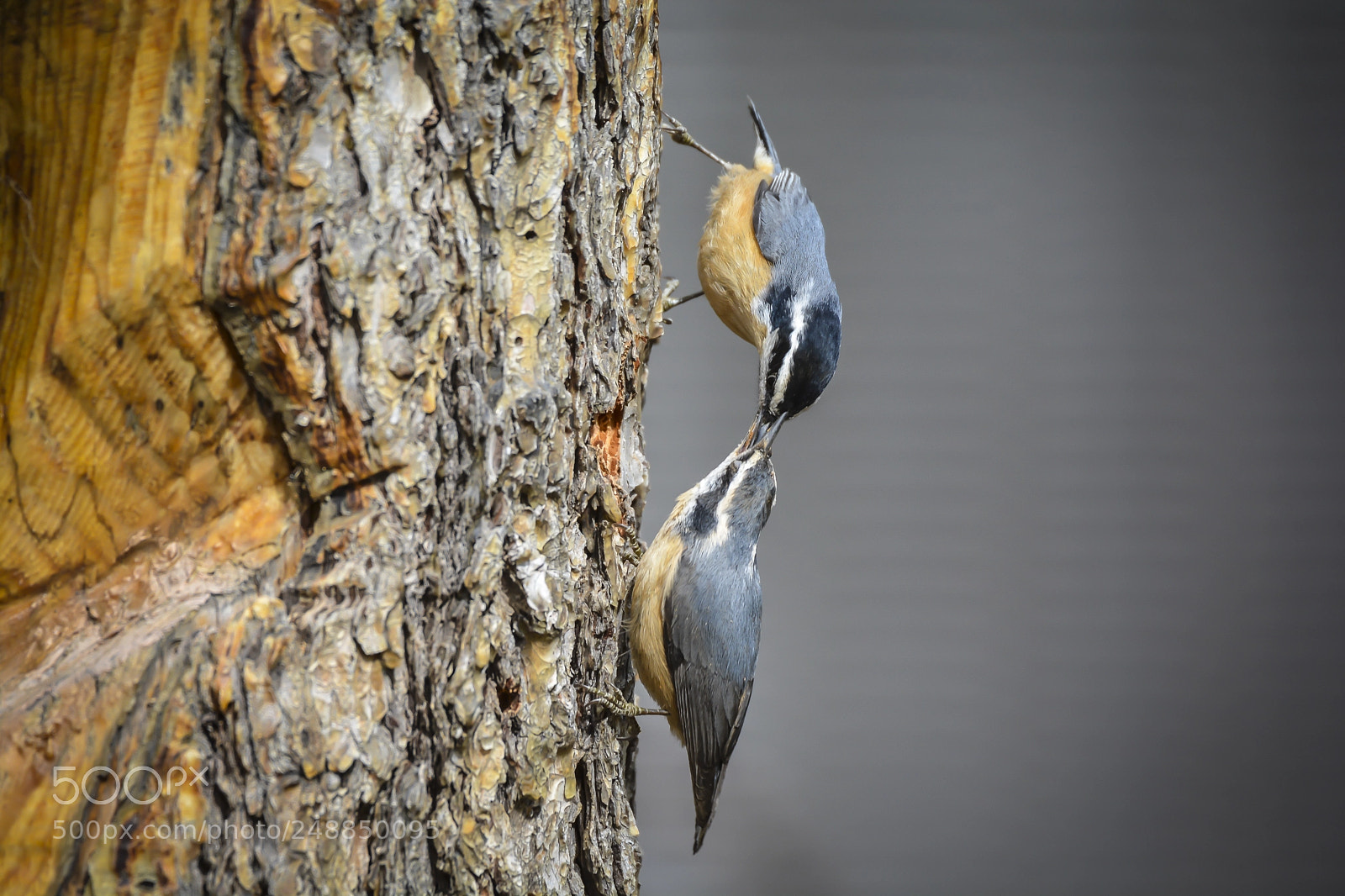 Nikon D7100 sample photo. Pair of red-breasted nuthatches photography