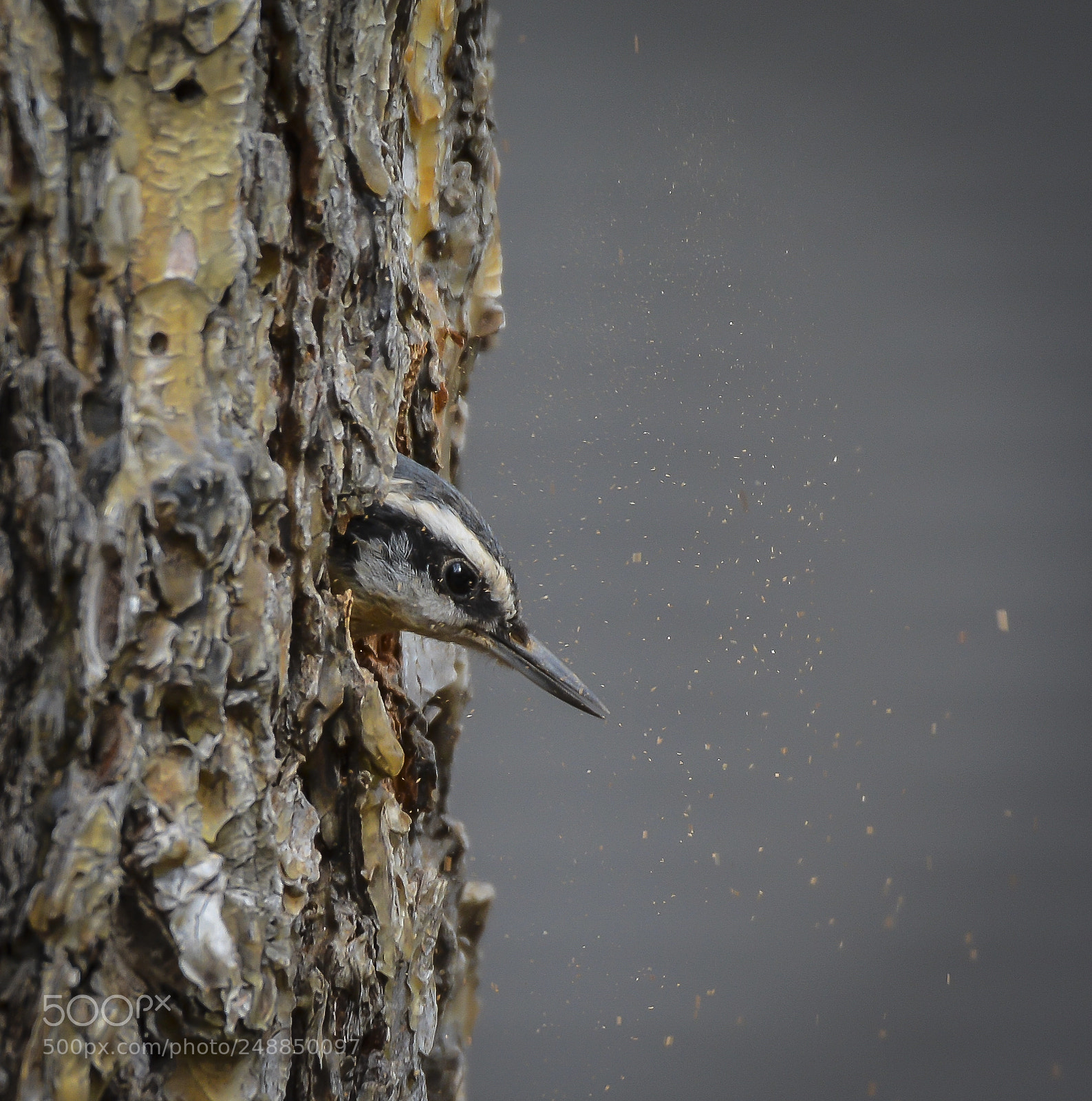 Nikon D7100 sample photo. Red-breasted nuthatch building a photography