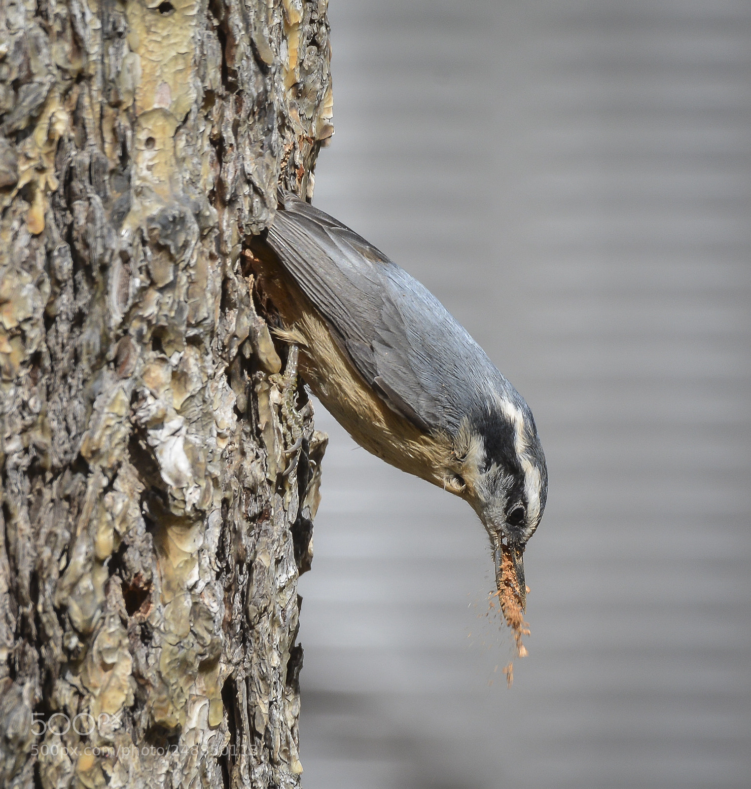 Nikon D7100 sample photo. Red-breasted nuthatch building a photography