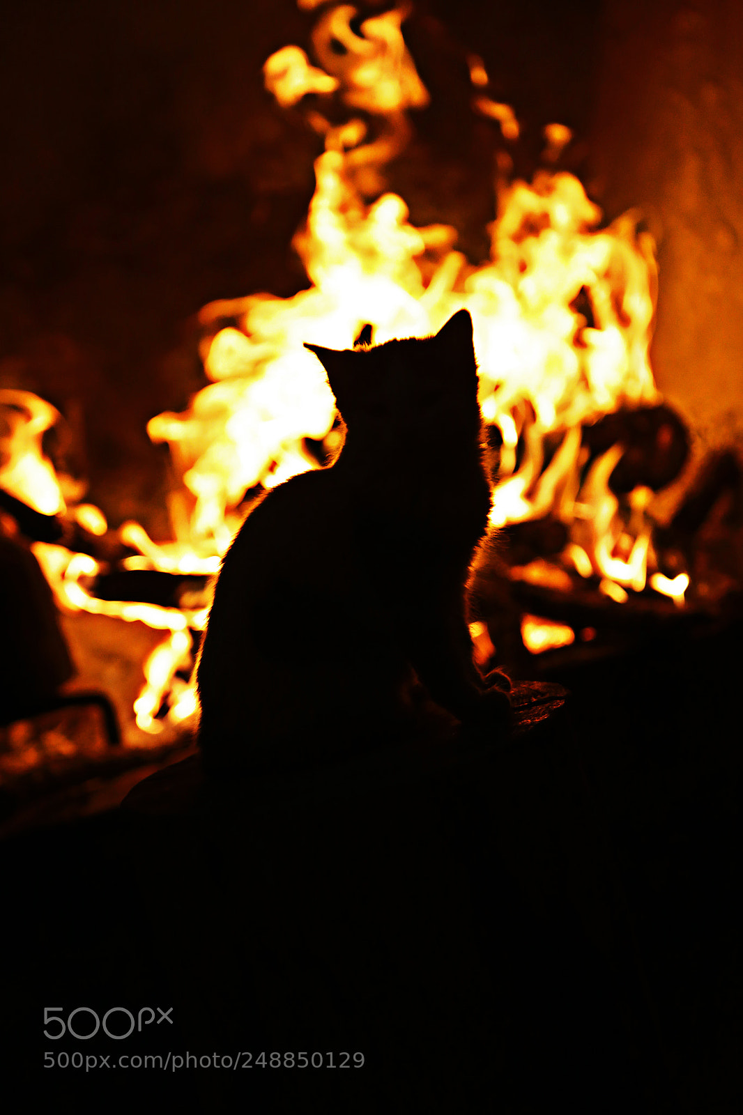 Canon EOS 6D sample photo. Cat, getting warm front photography