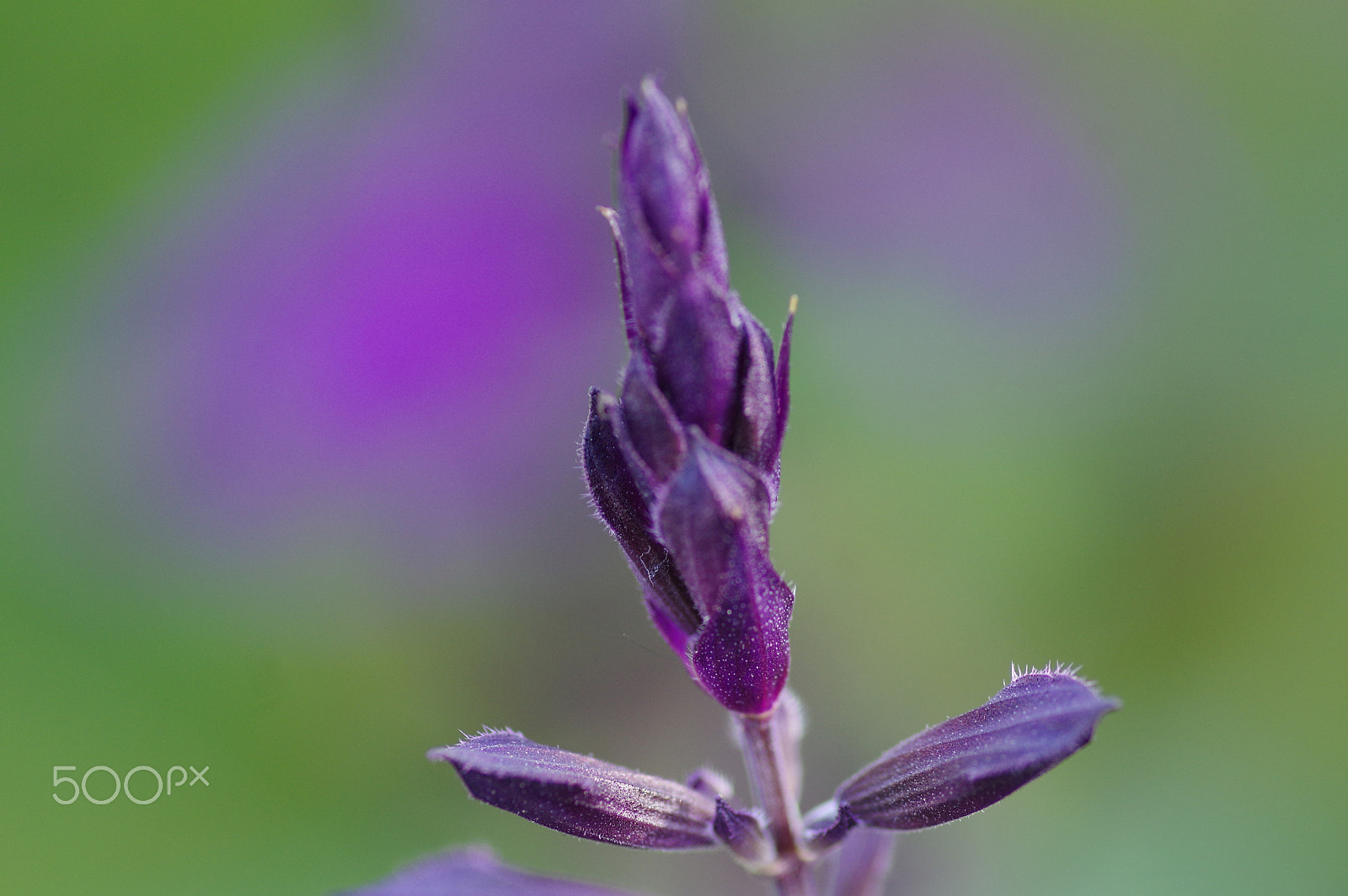 Pentax smc D-FA 100mm F2.8 Macro WR sample photo. Salvia and purple bokeh photography