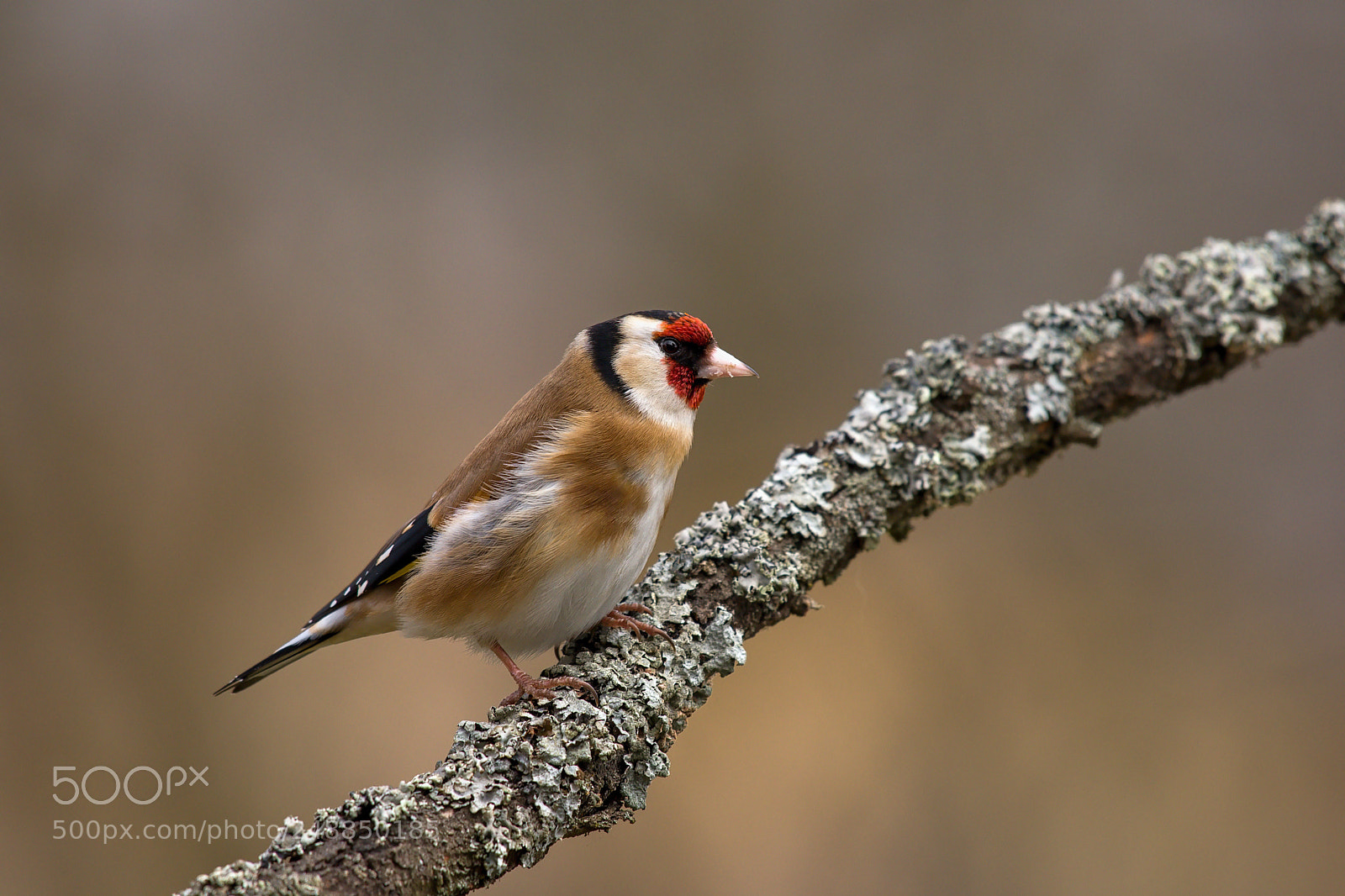 Nikon D500 sample photo. Goldfinch photography