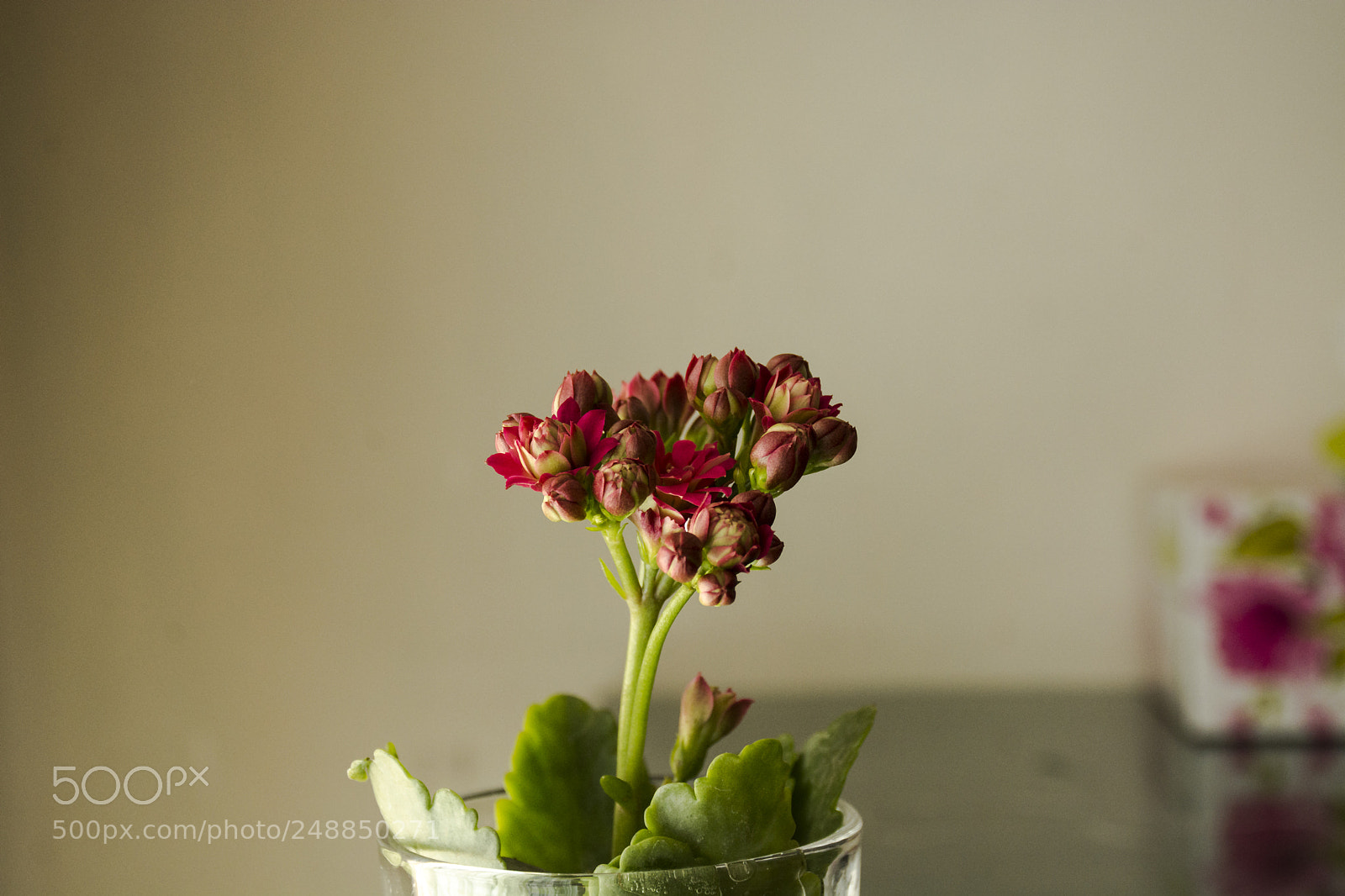 Nikon D7100 sample photo. Untitled photography