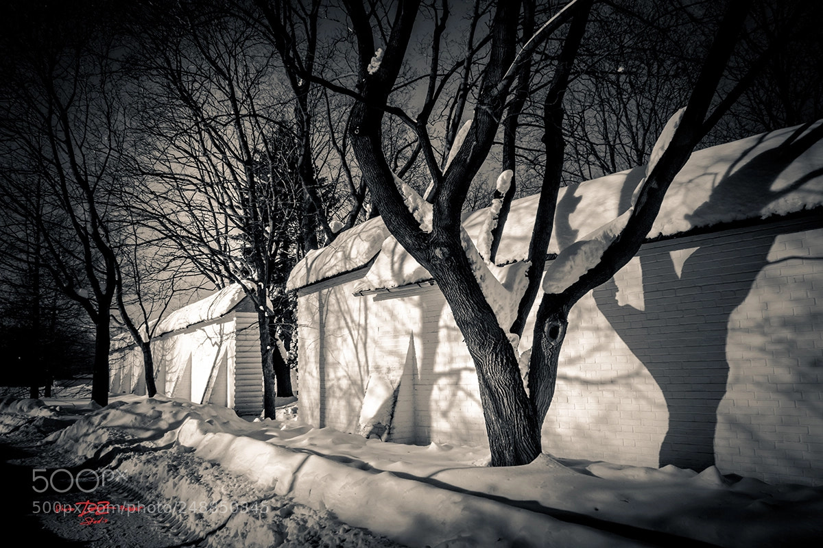 Canon EOS 50D sample photo. Black on white winter photography