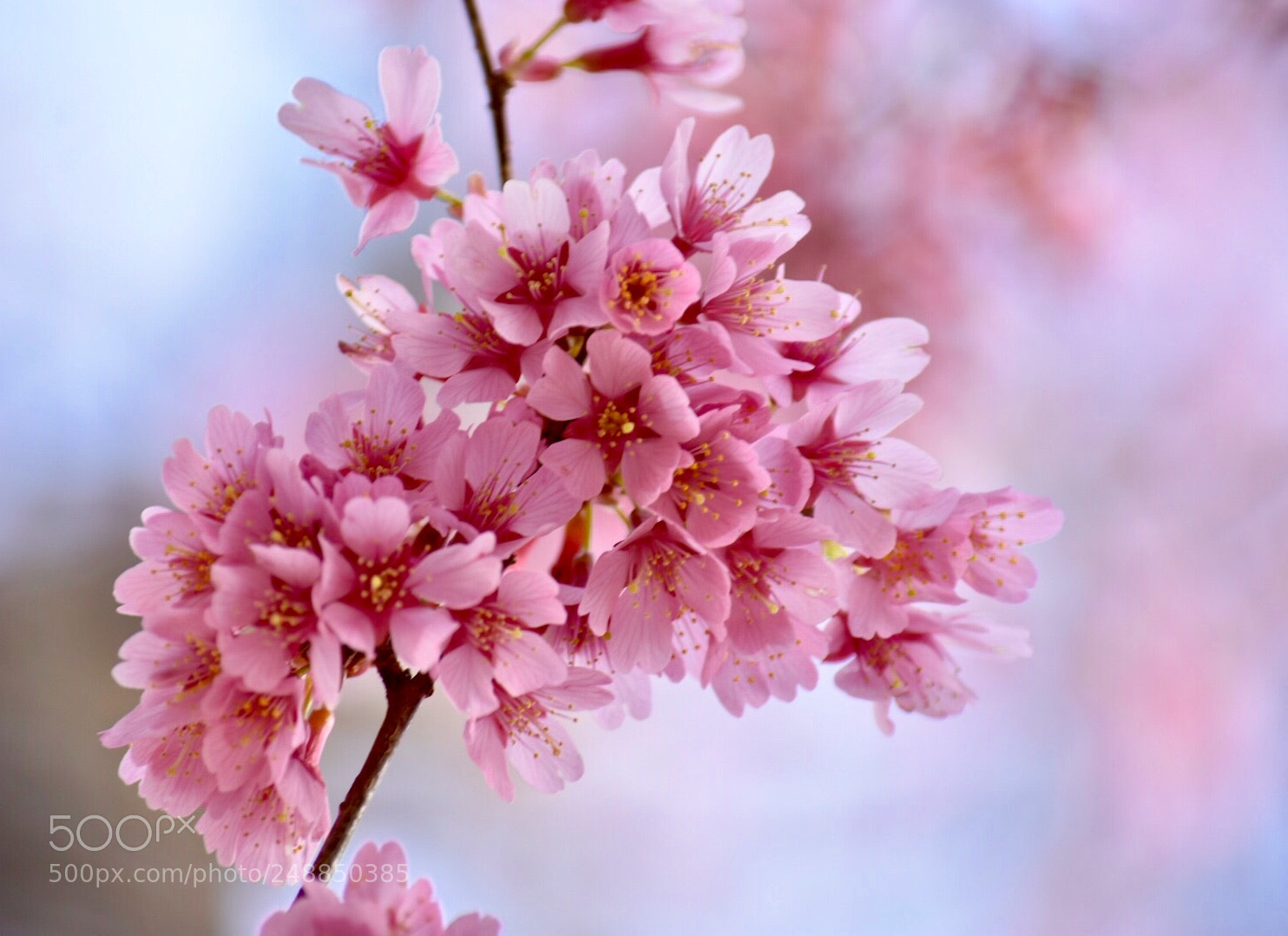 Nikon D7200 sample photo. Cherry blossom photography