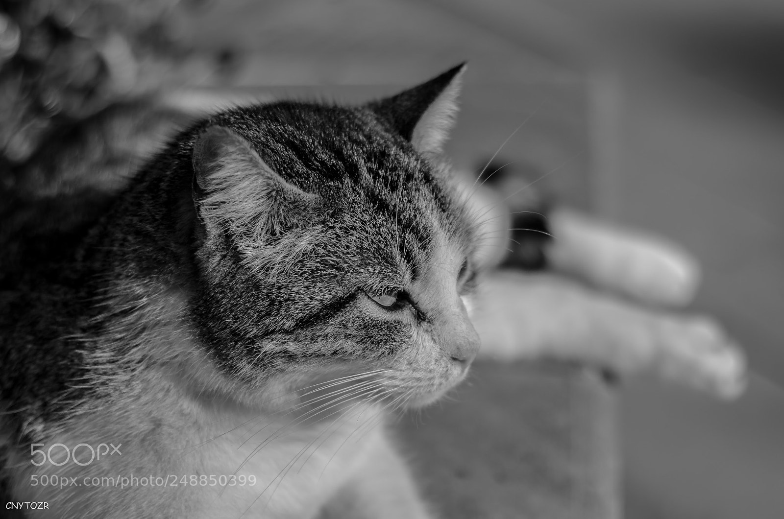 Canon EOS 800D (EOS Rebel T7i / EOS Kiss X9i) sample photo. Cat photography