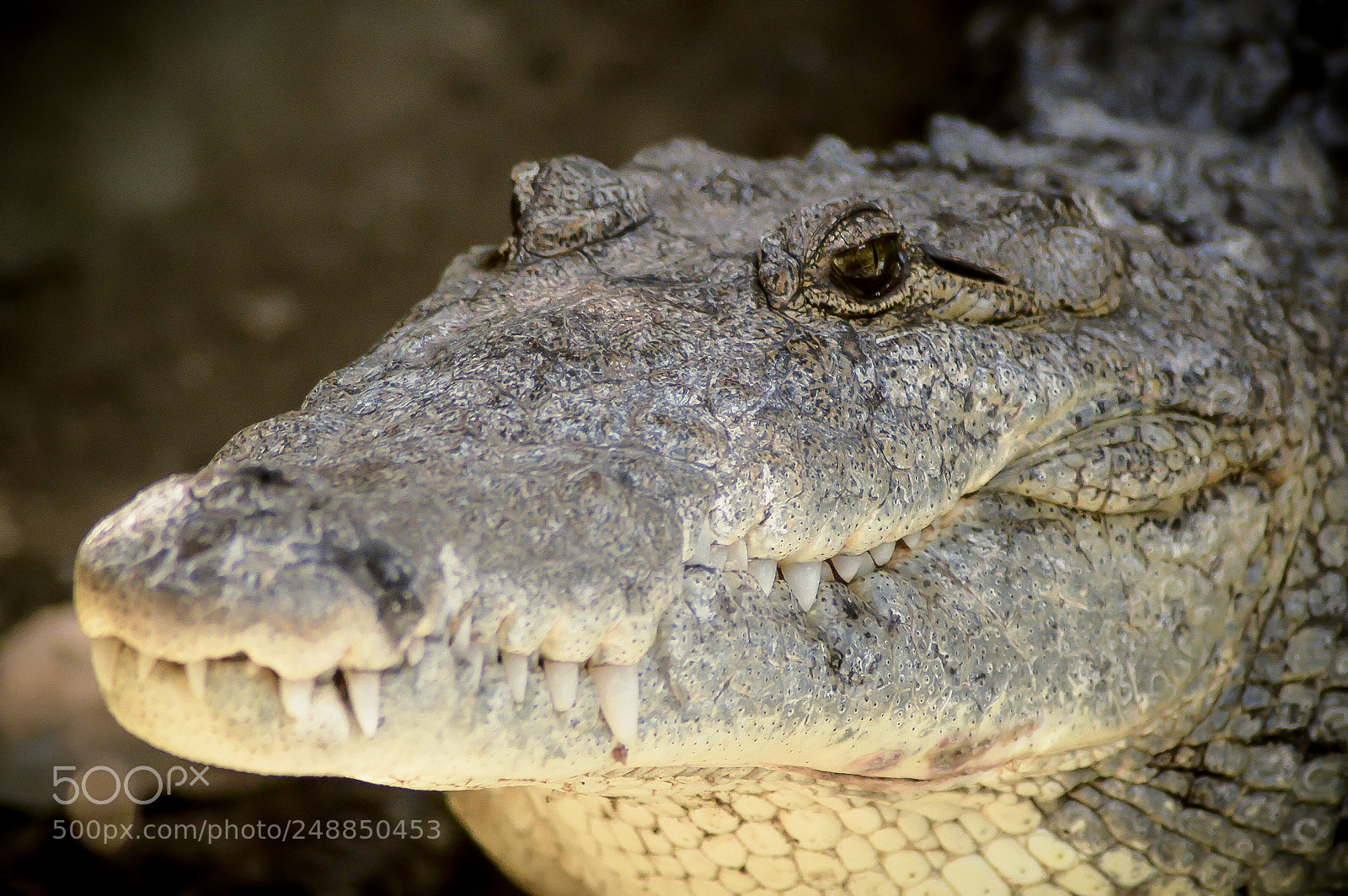 Nikon D3200 sample photo. Lagarto photography