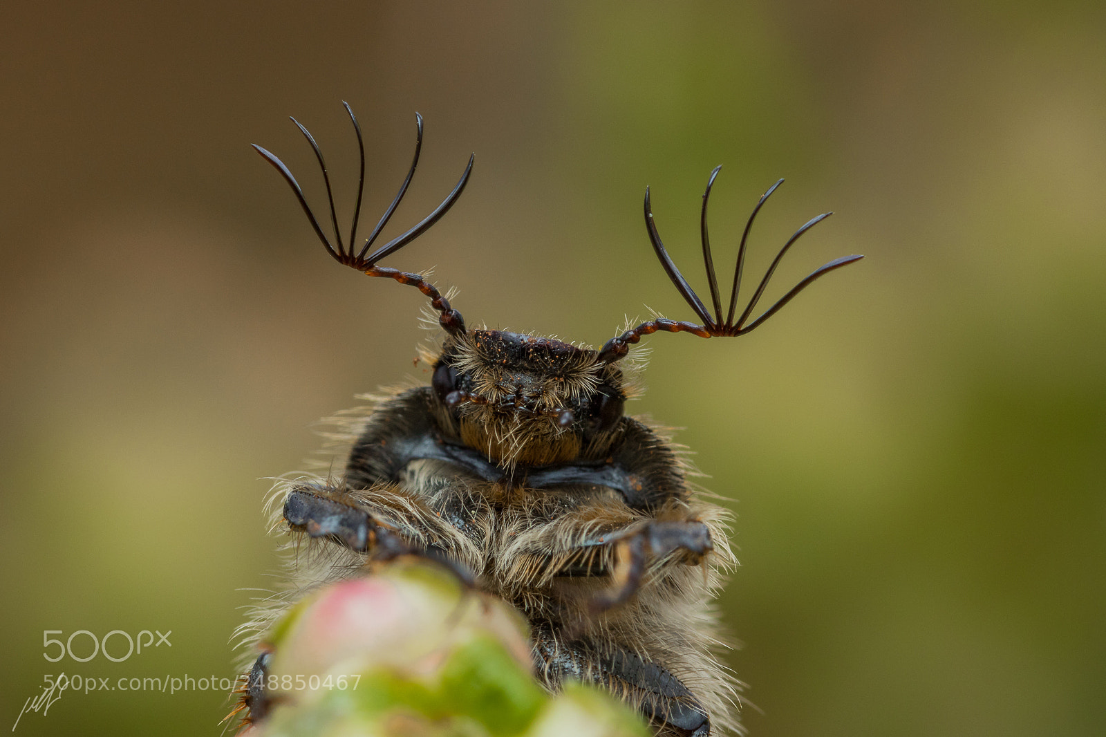 Canon EOS 7D Mark II sample photo. Tanyproctus kraatzi reitter photography