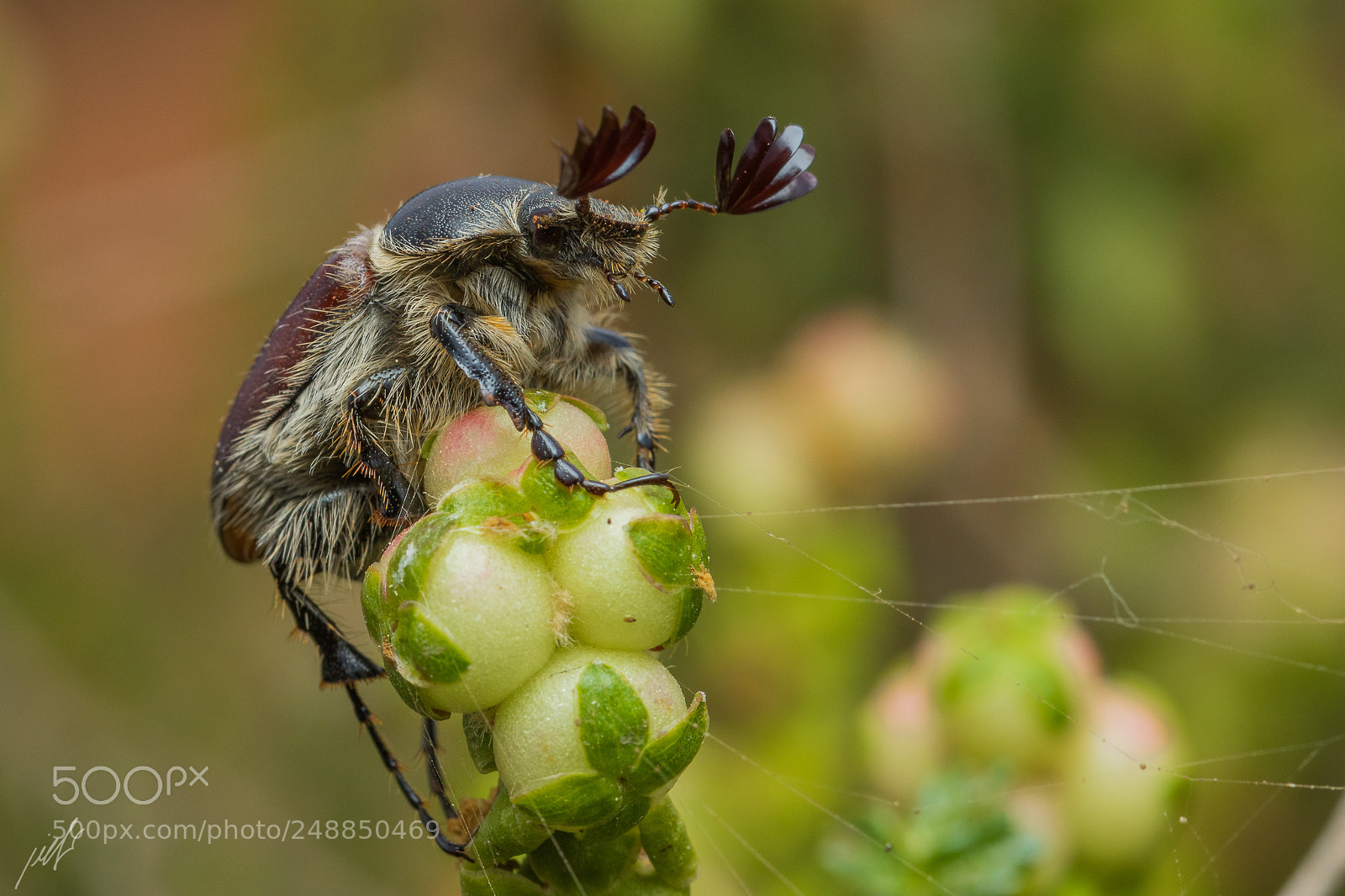 Canon EOS 7D Mark II sample photo. Tanyproctus kraatzi reitter photography
