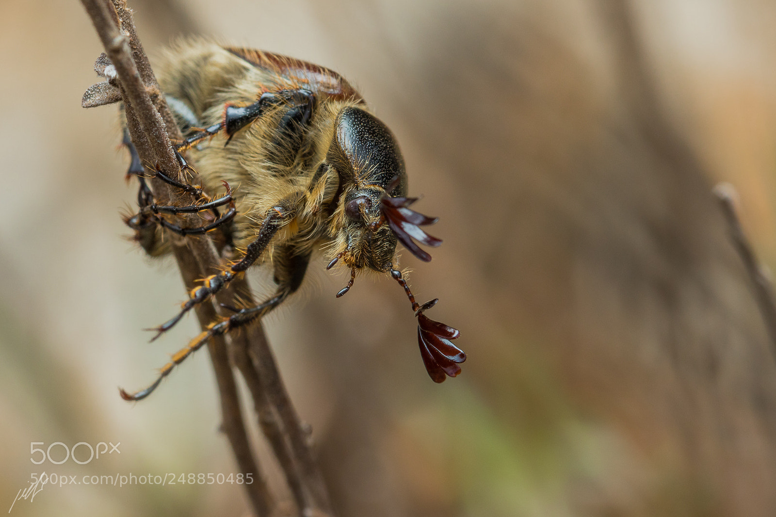 Canon EOS 7D Mark II sample photo. Tanyproctus kraatzi reitter photography