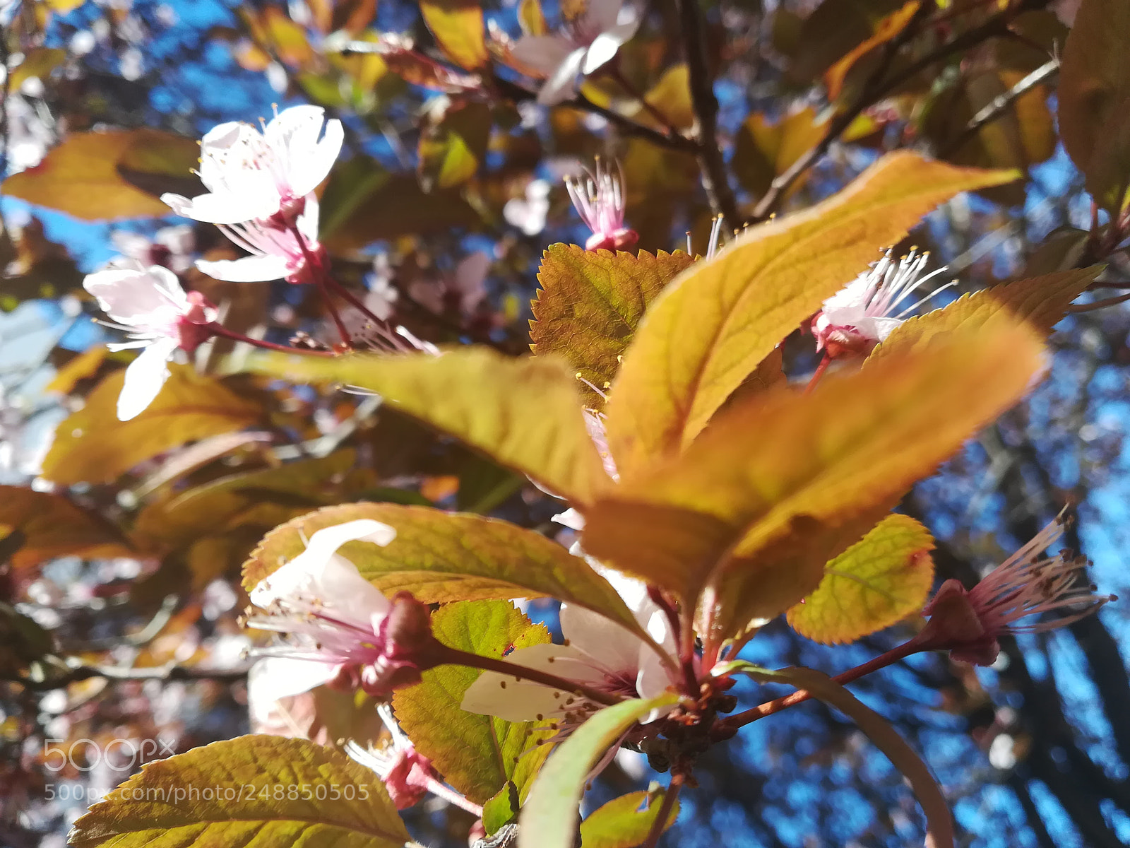 HUAWEI PRA-LX1 sample photo. Untitled photography