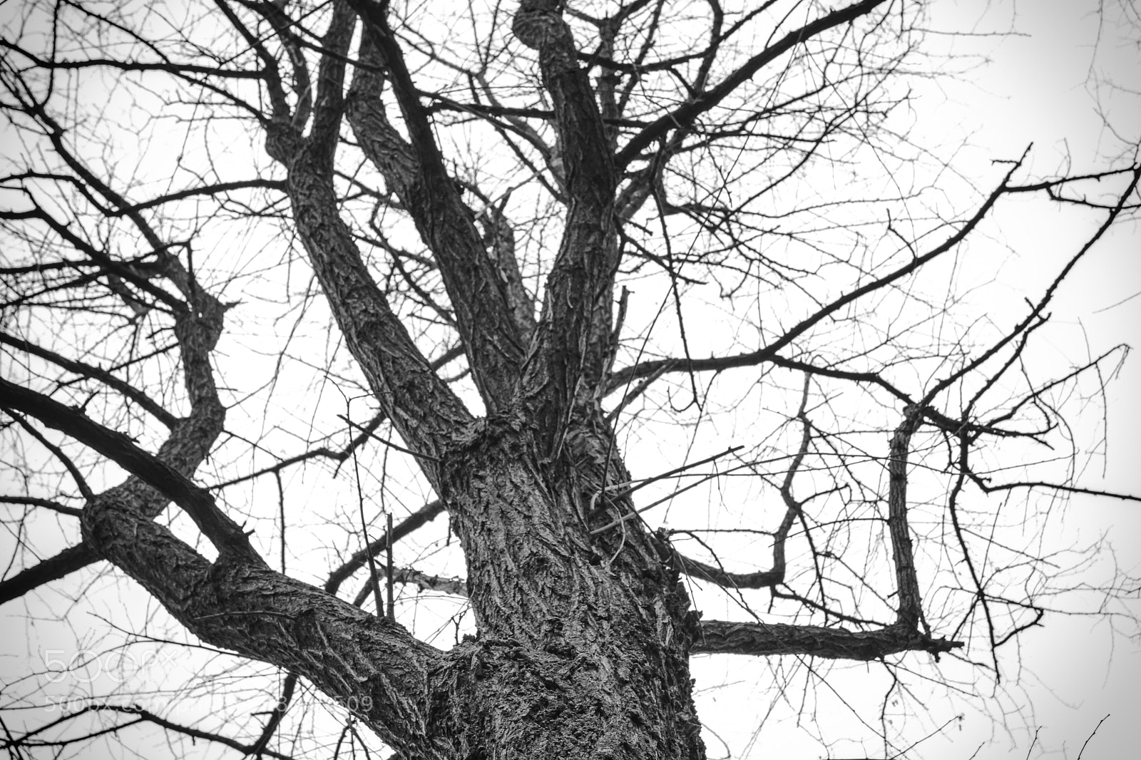 Sony SLT-A68 sample photo. Baum photography