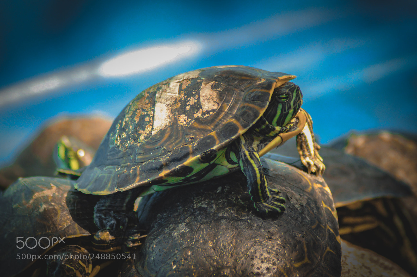 Nikon D3200 sample photo. Tortugas photography