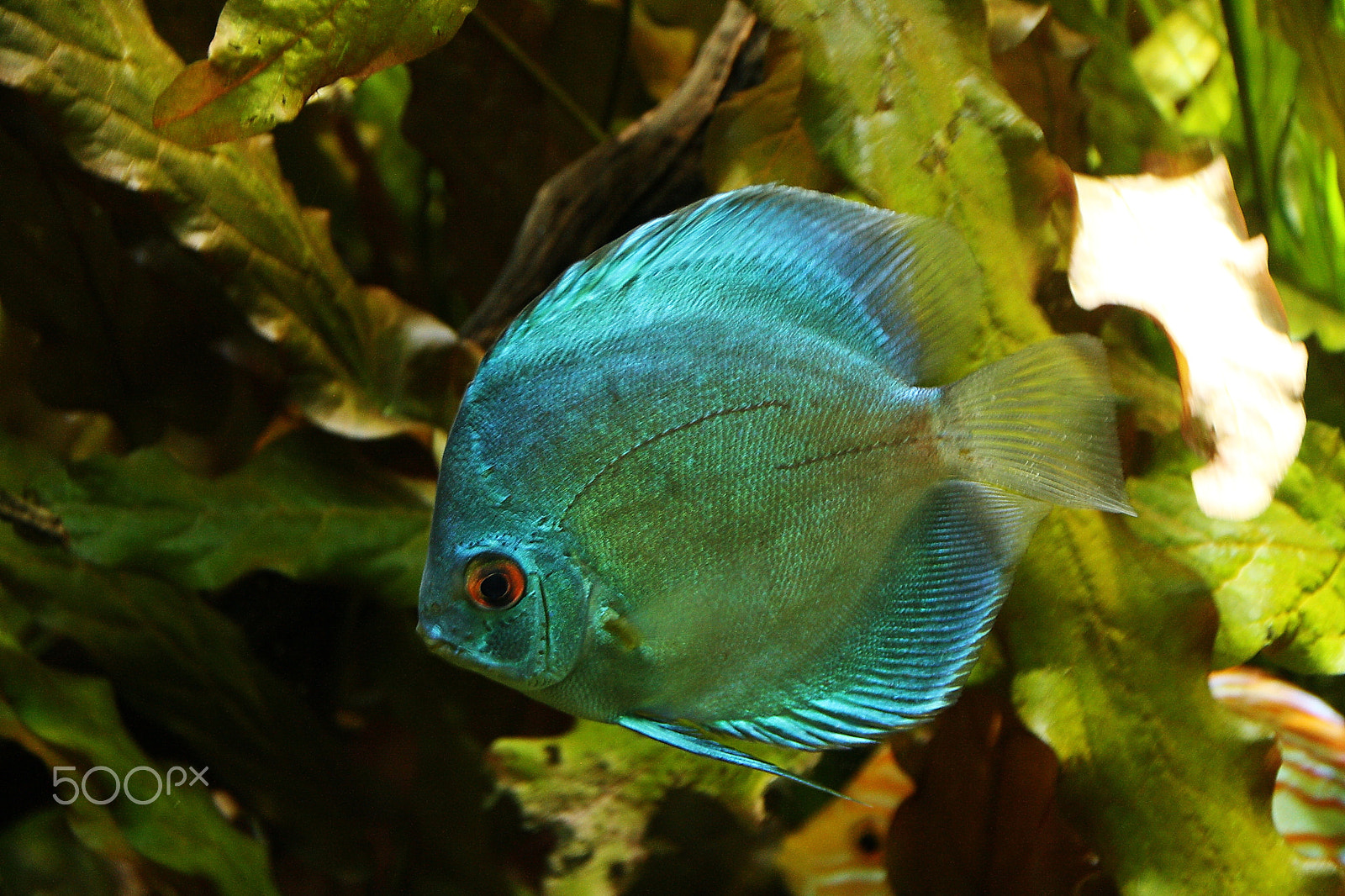 Canon EOS 1000D (EOS Digital Rebel XS / EOS Kiss F) sample photo. Blue discus photography