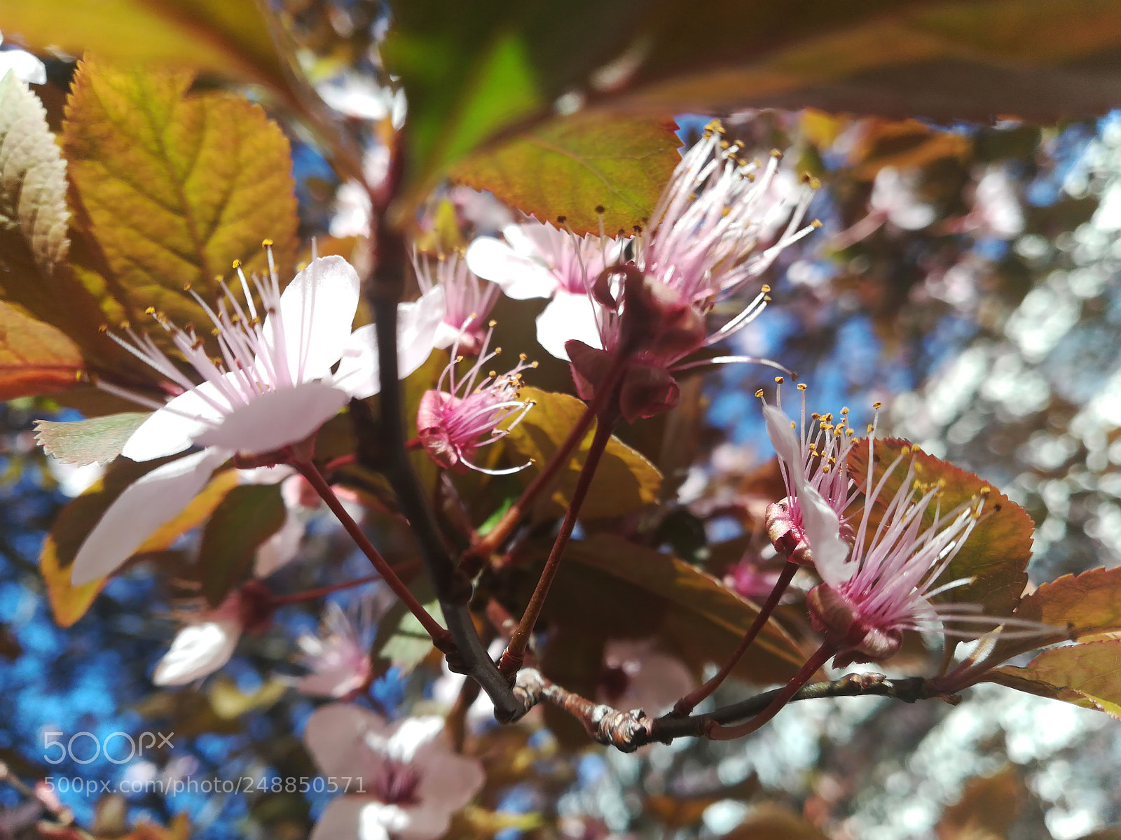 HUAWEI PRA-LX1 sample photo. Untitled photography