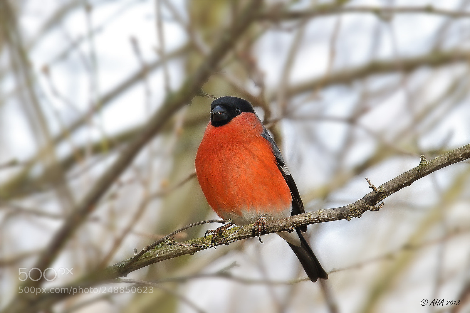 Canon EOS 7D Mark II sample photo. Bullfinch male photography