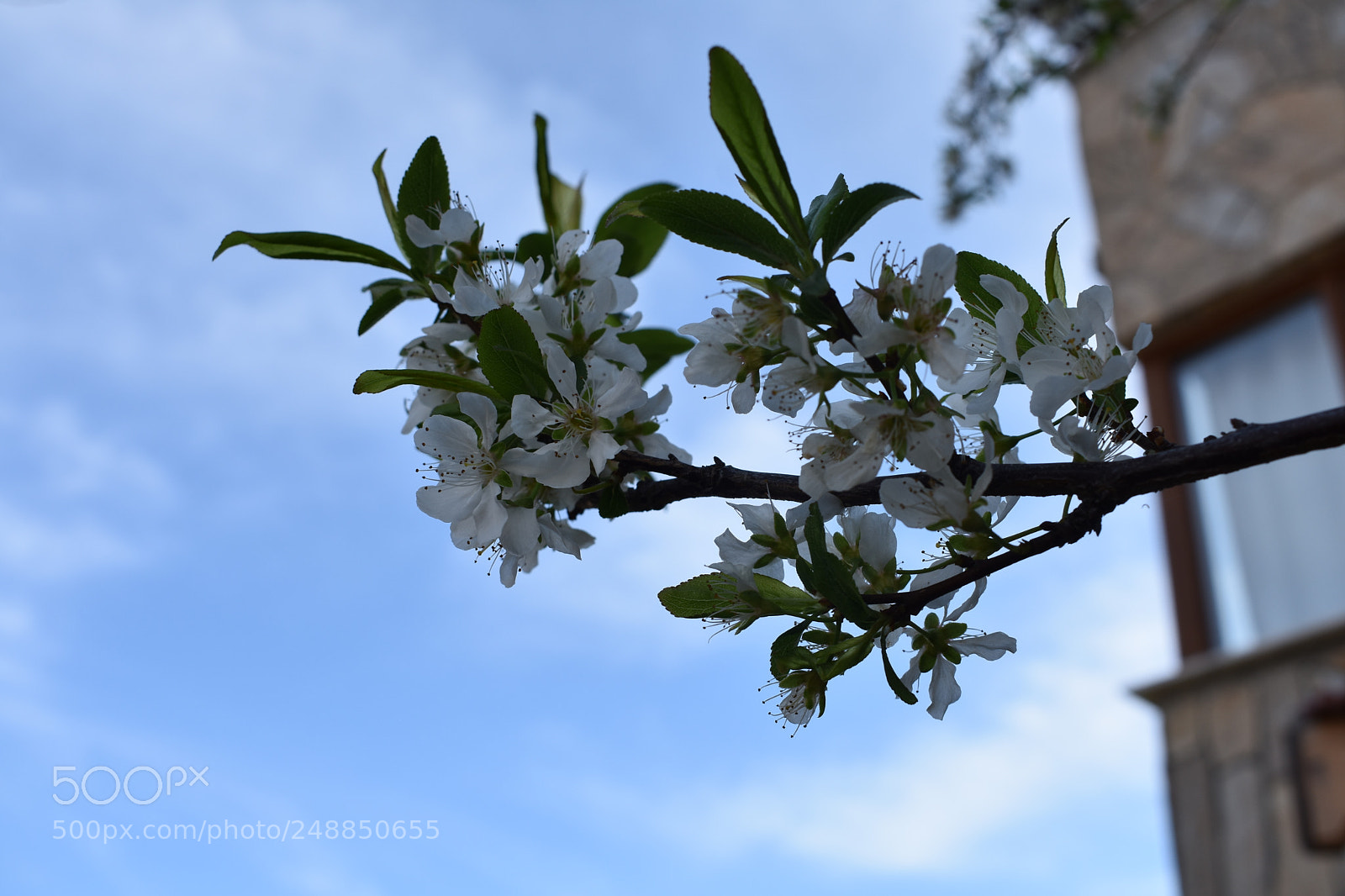 Nikon D3400 sample photo. Soul of spiring photography