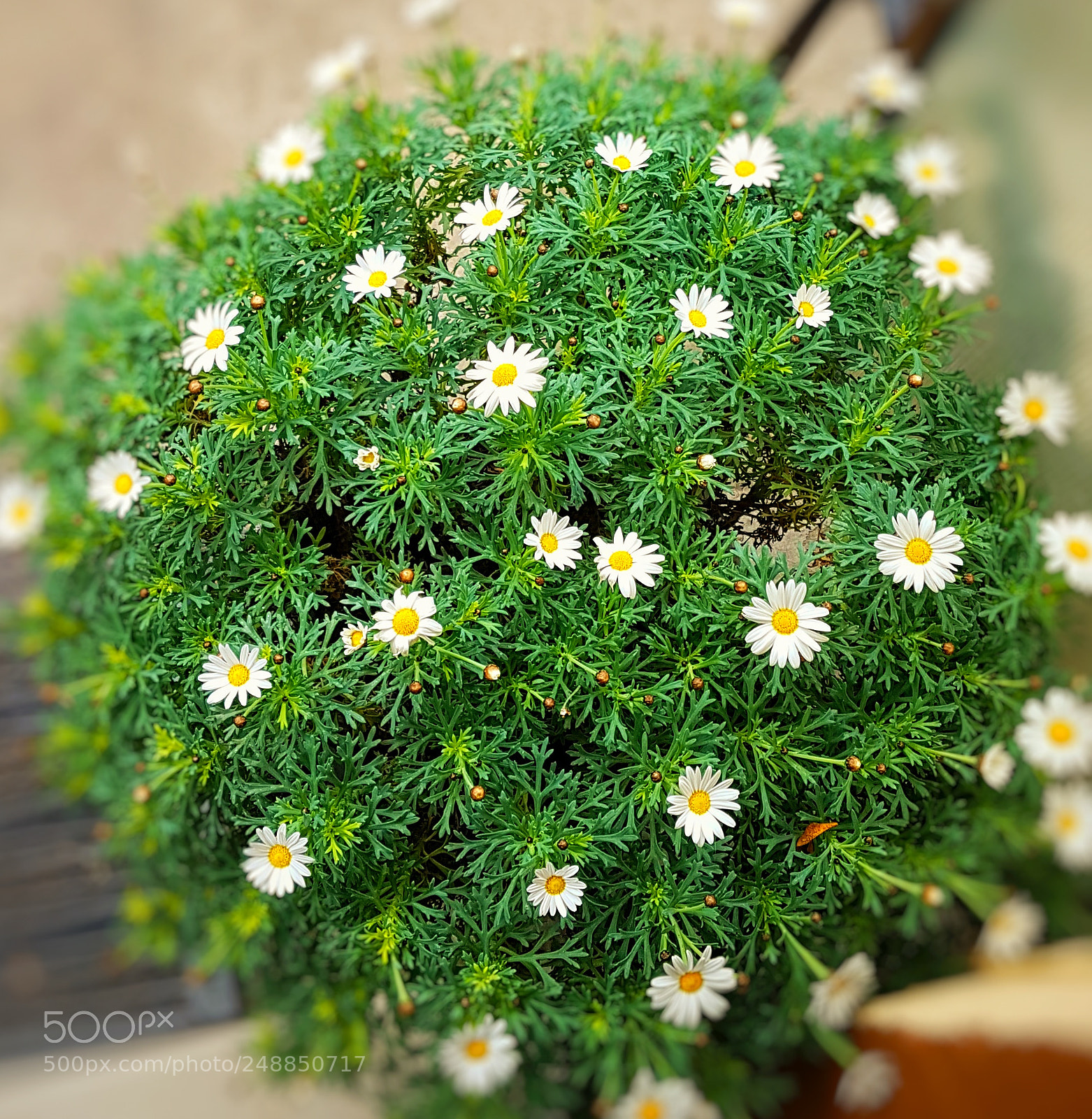 Samsung Galaxy S7 Edge sample photo. Blume photography