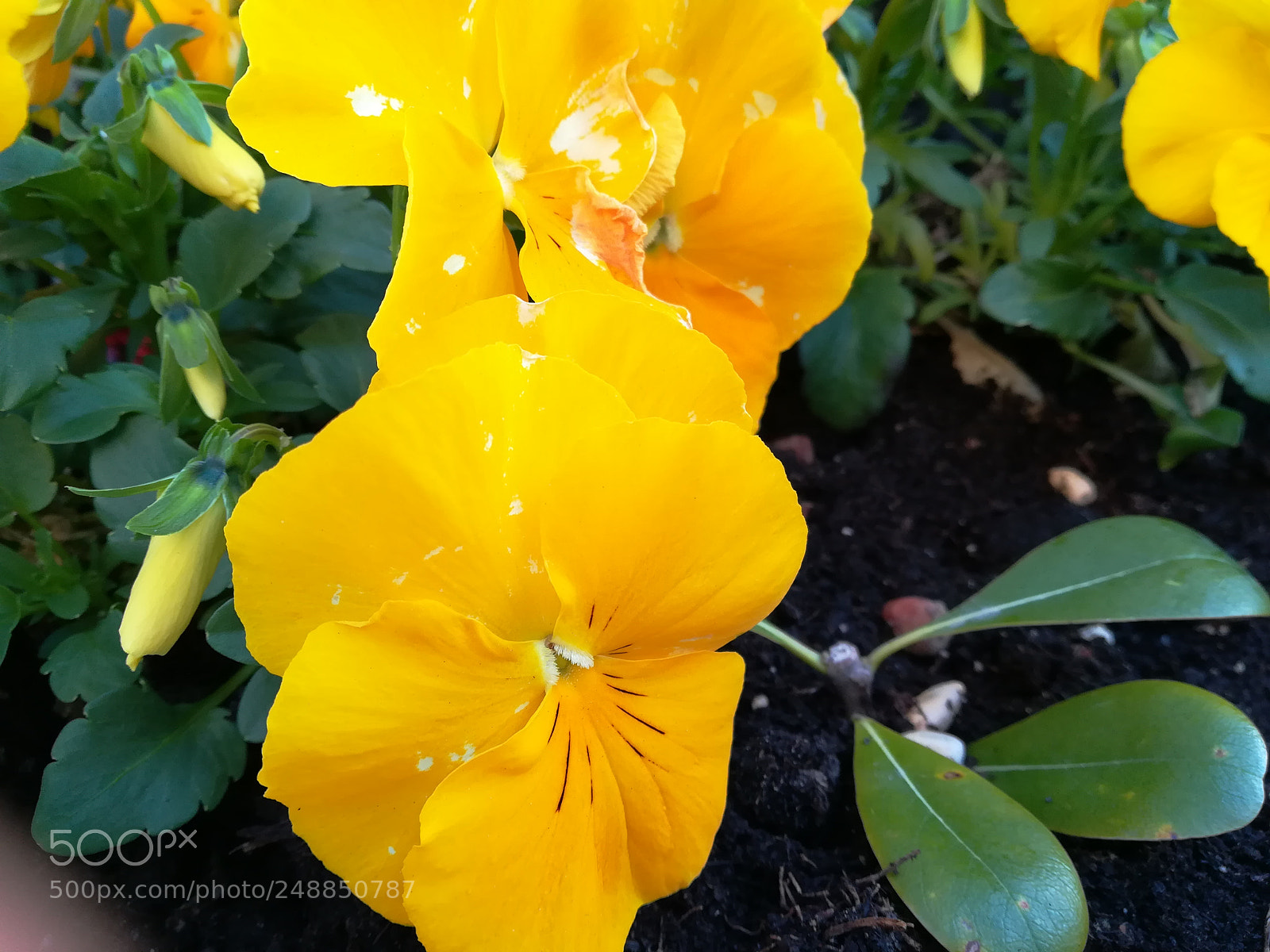 HUAWEI PRA-LX1 sample photo. Untitled photography