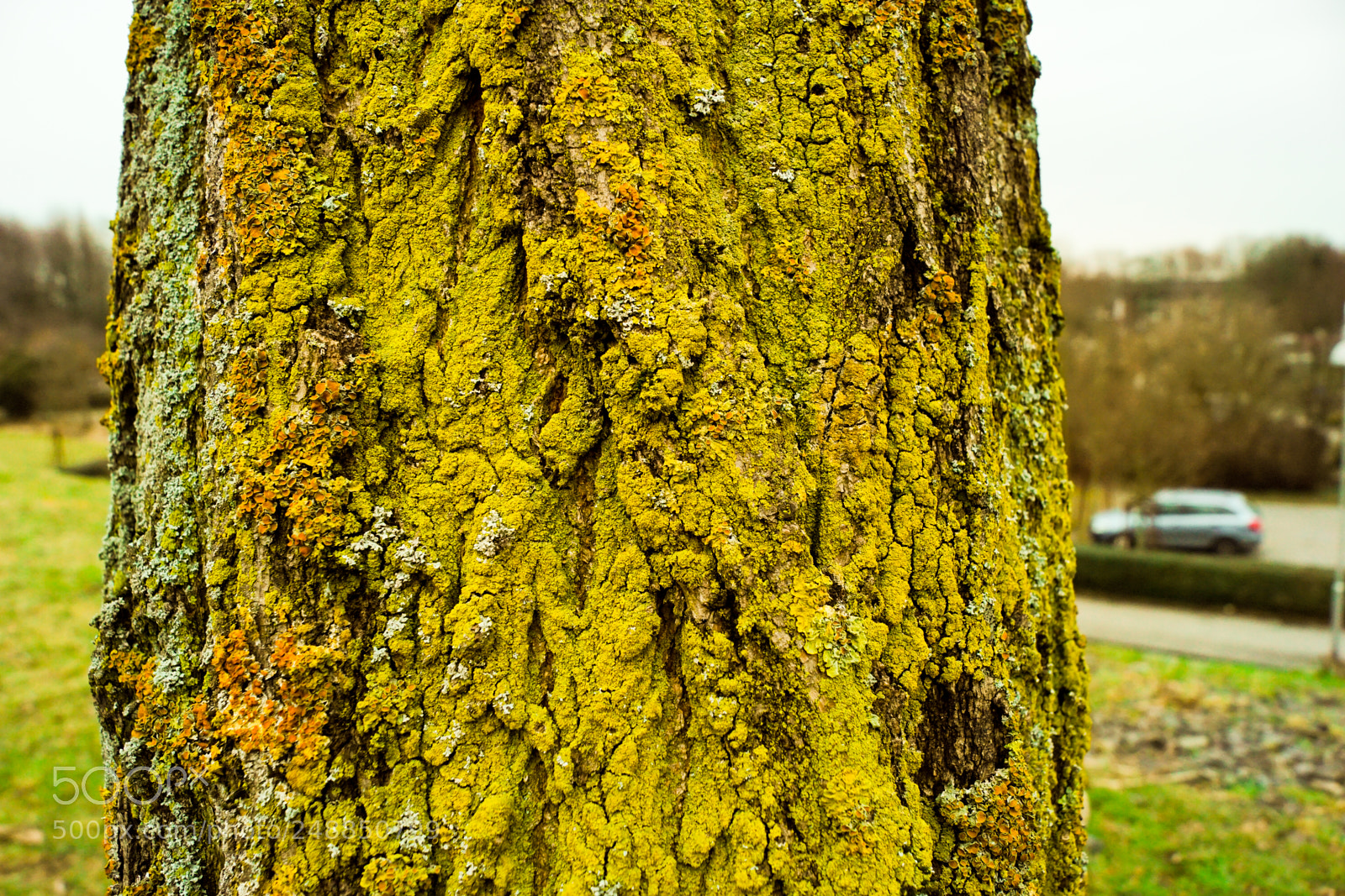 Sony SLT-A68 sample photo. Moos am baum photography