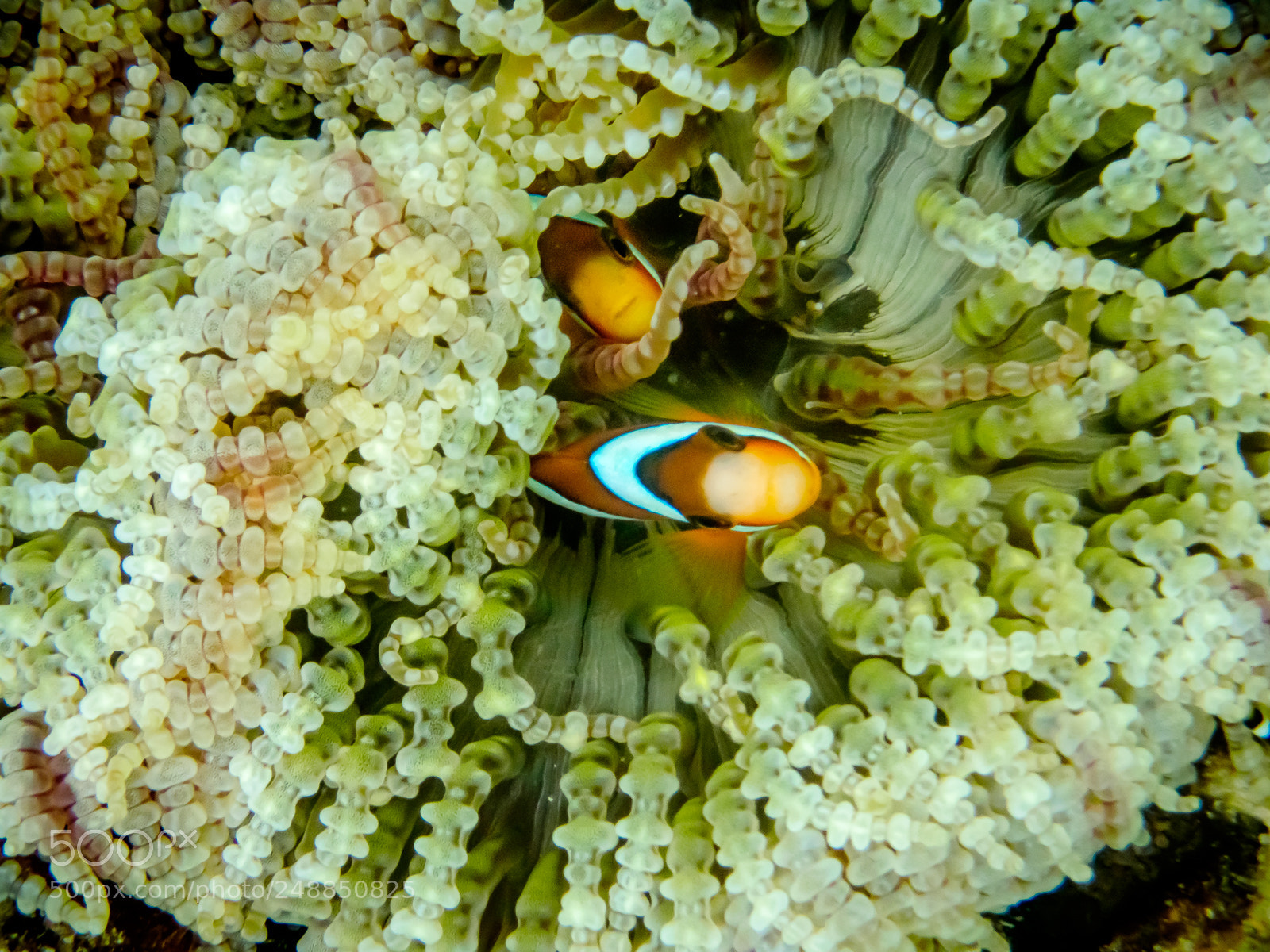 Olympus TG-4 sample photo. Underwater beauty photography