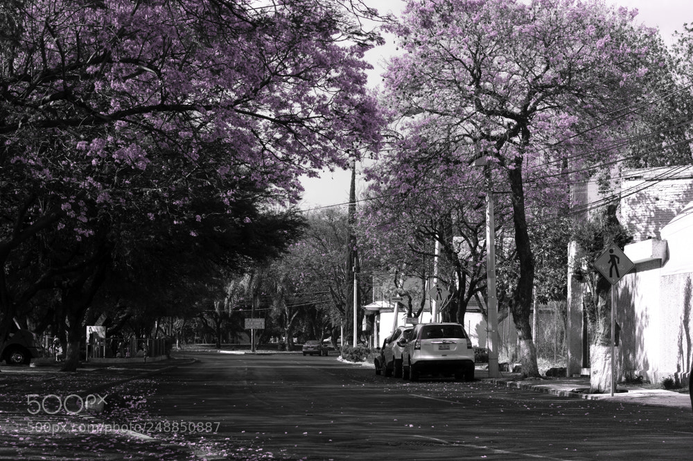 Nikon D3200 sample photo. Untitled photography